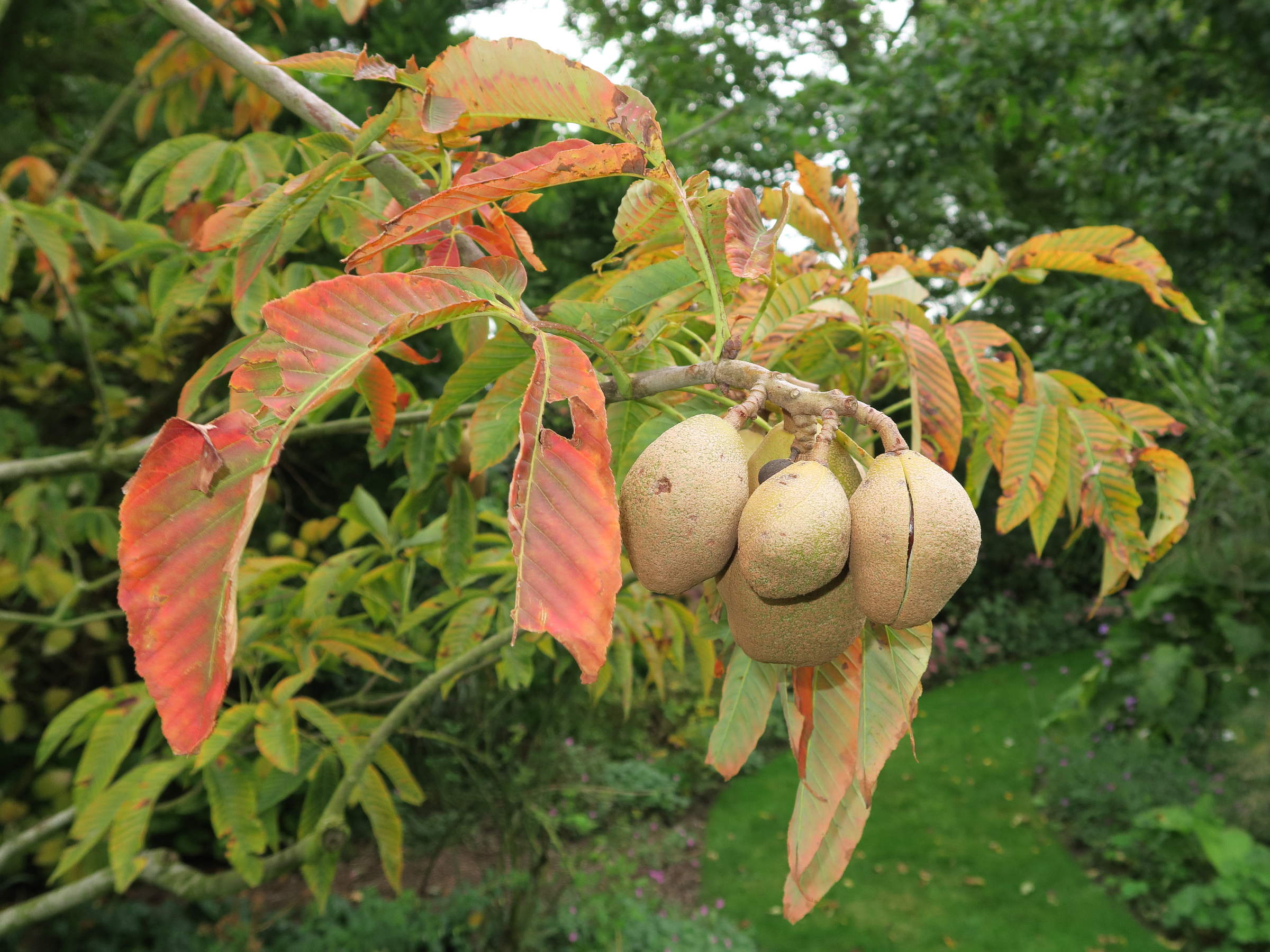 aesculus_flava1md