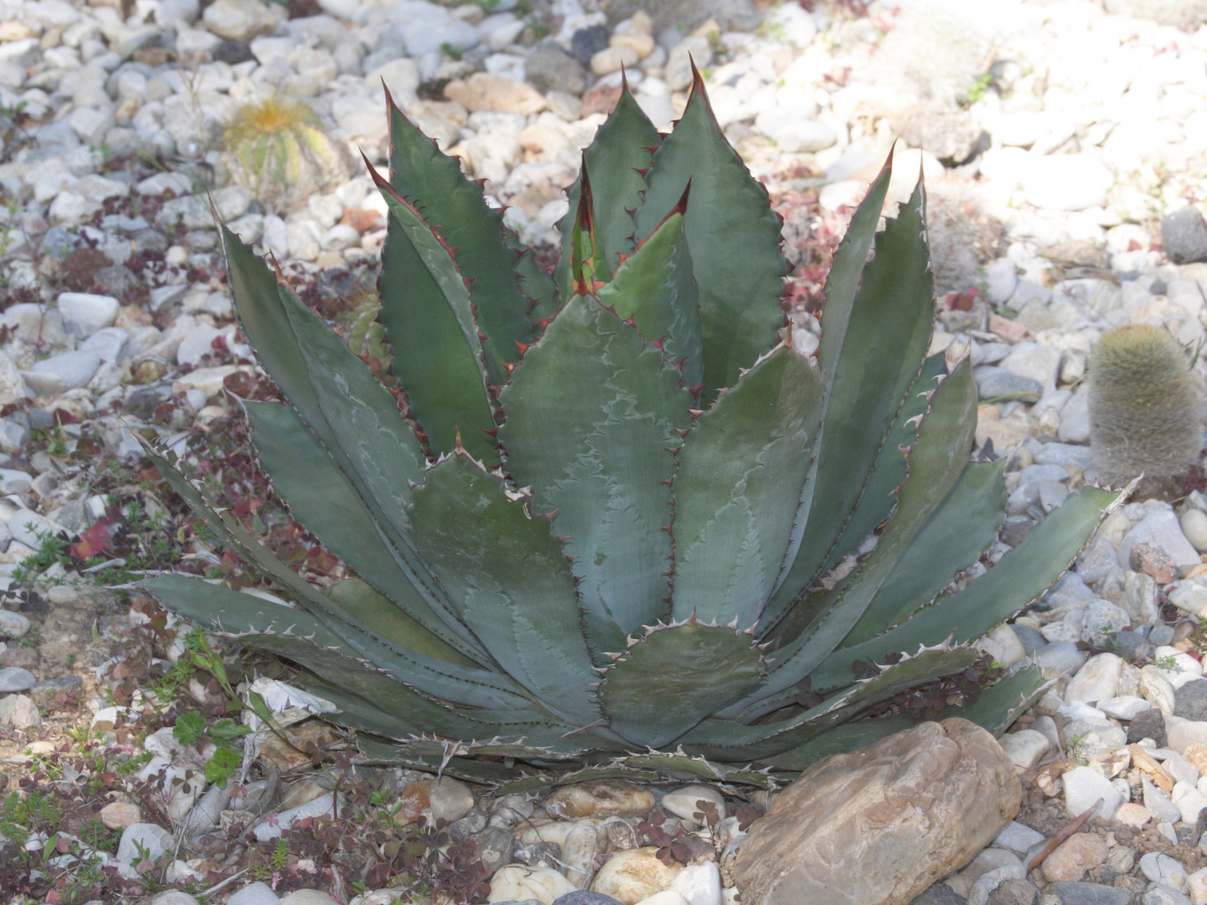 agave_potatorum1md