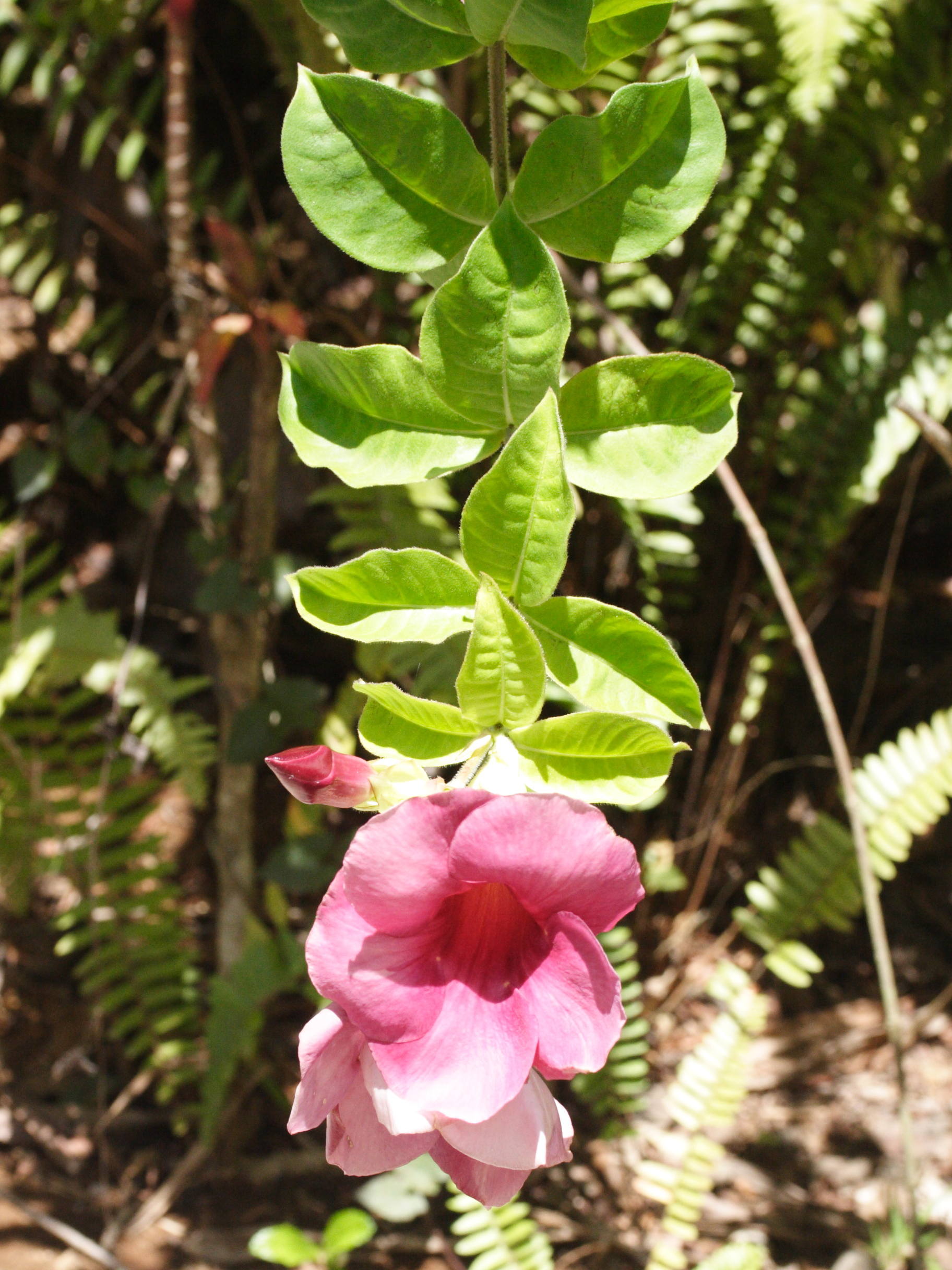 allamanda_blanchetti3md