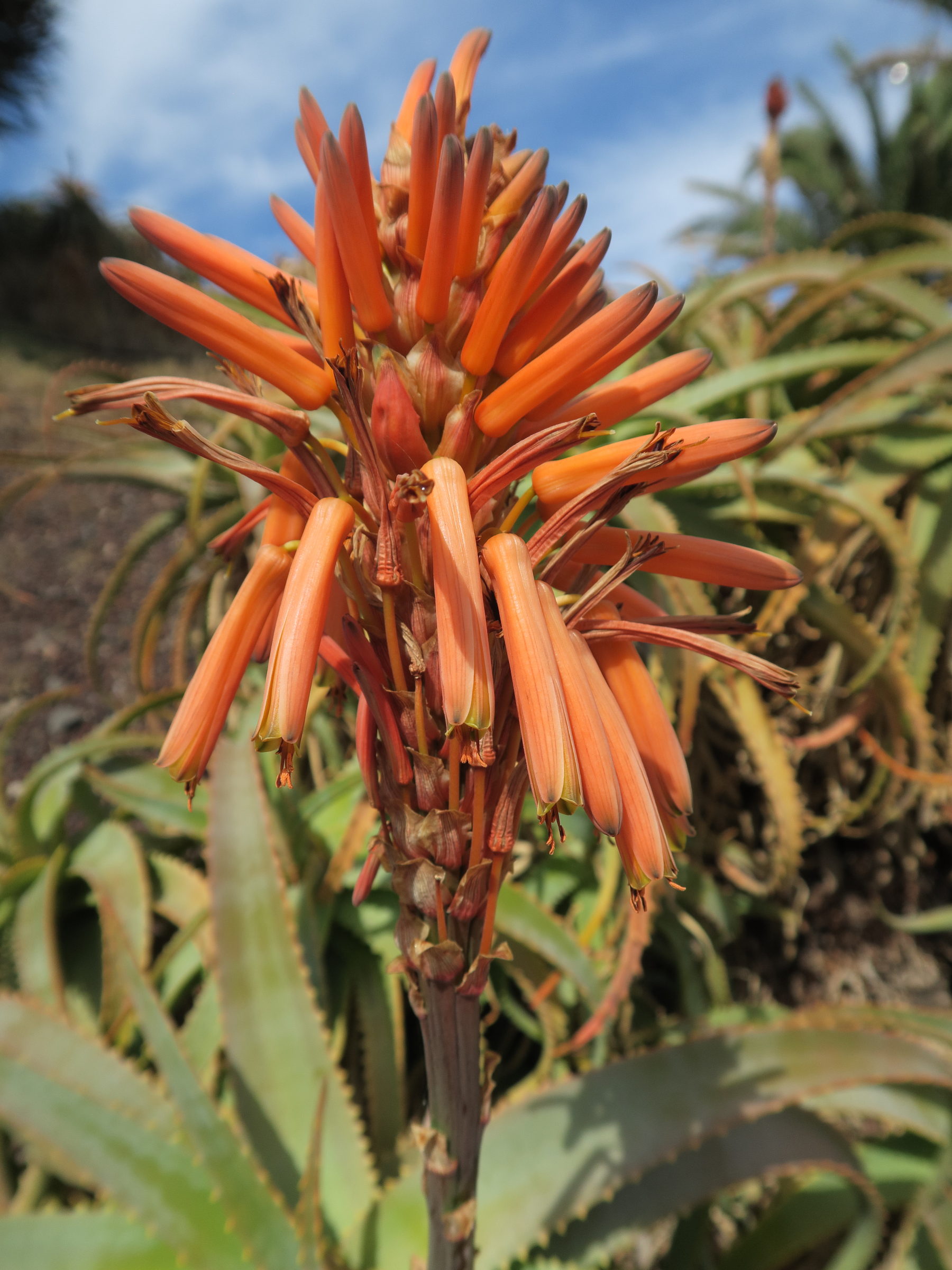 Afficher le média aloe_arborescens5md aloe_arborescens5md