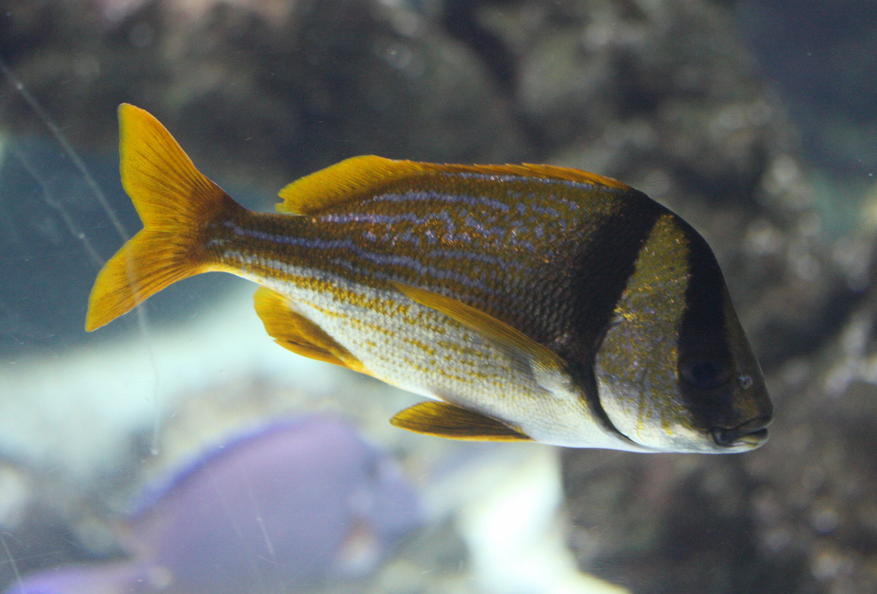 anisotremus_virginicus3md