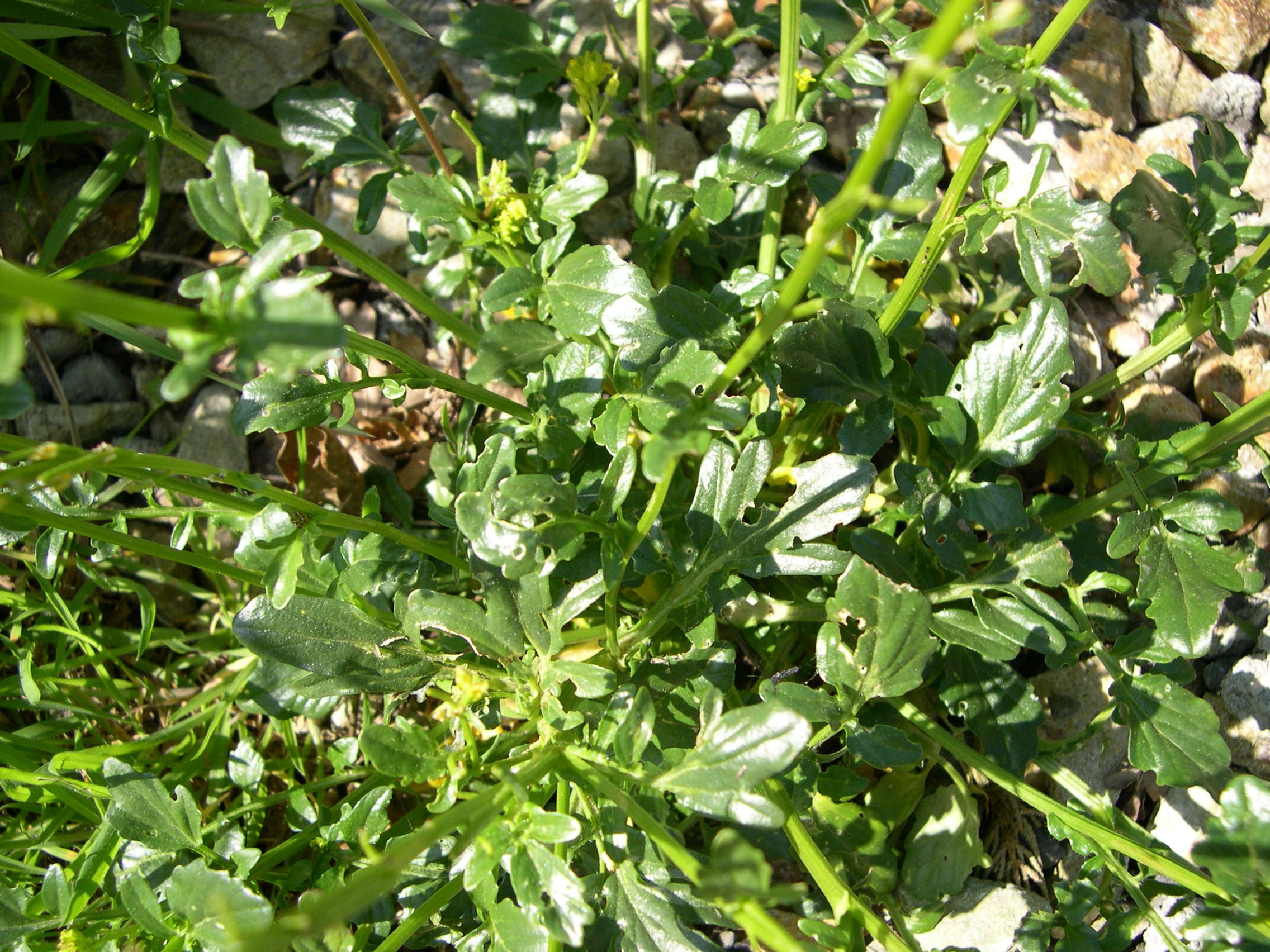 Afficher le média barbarea_vulgaris2bmd barbarea_vulgaris2bmd