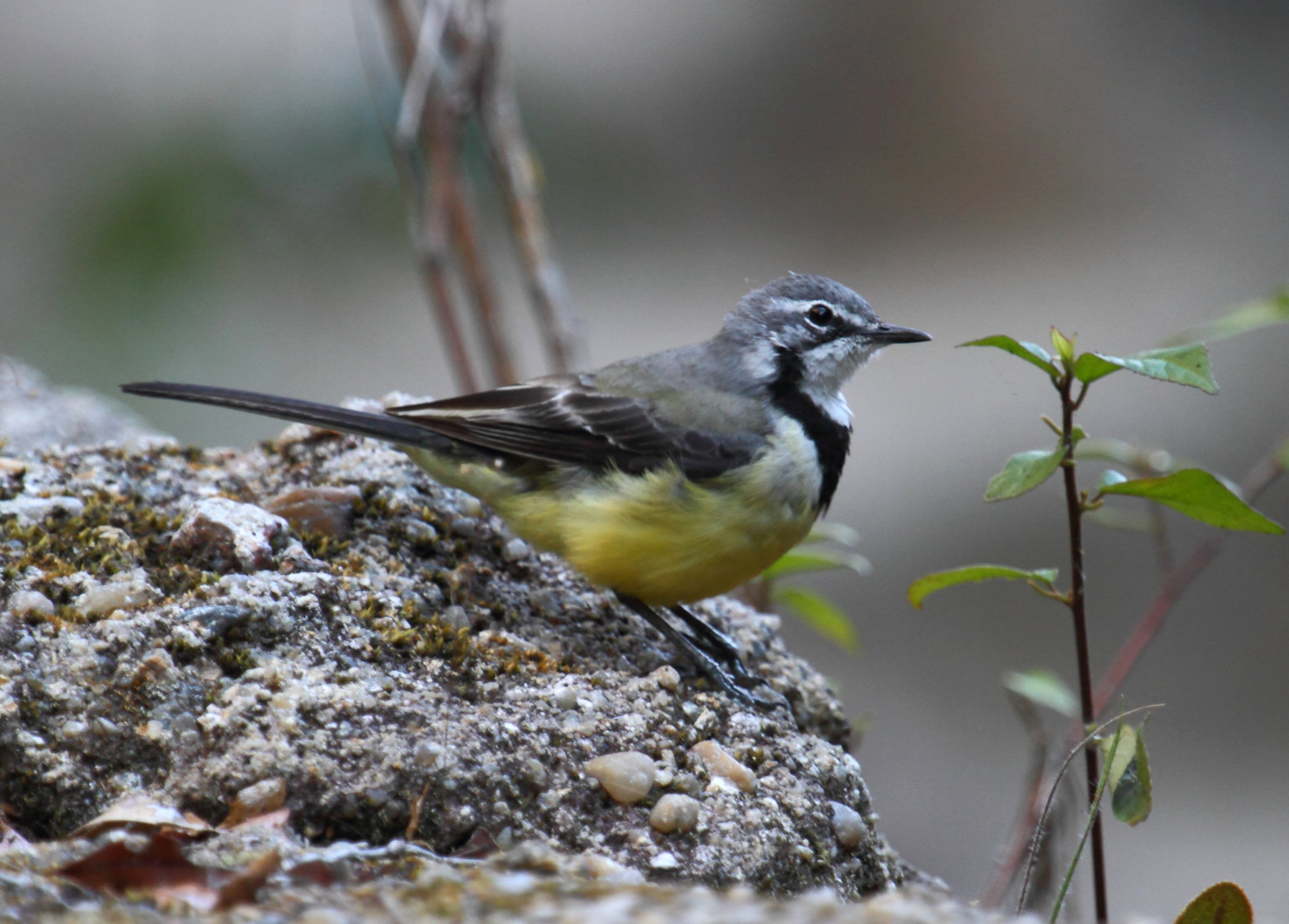 bergeronnette_malgache_-_motacilla_flaviventris1bd