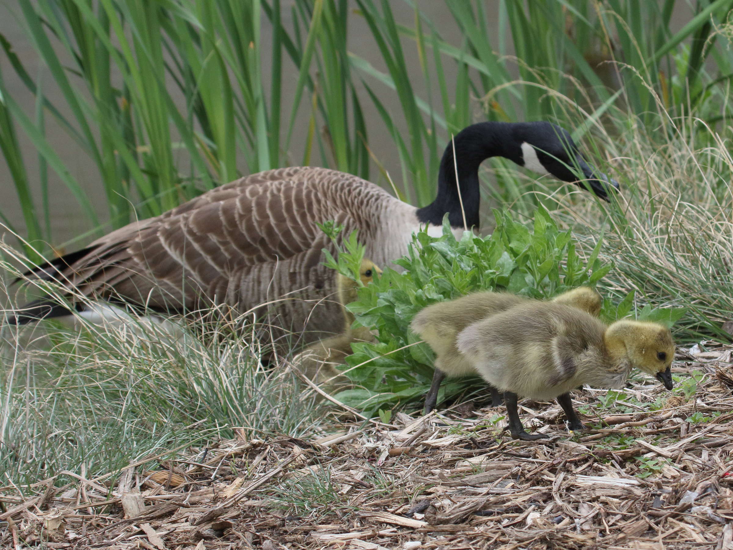 bernache_du_canada_-_branta_canadensis6bd