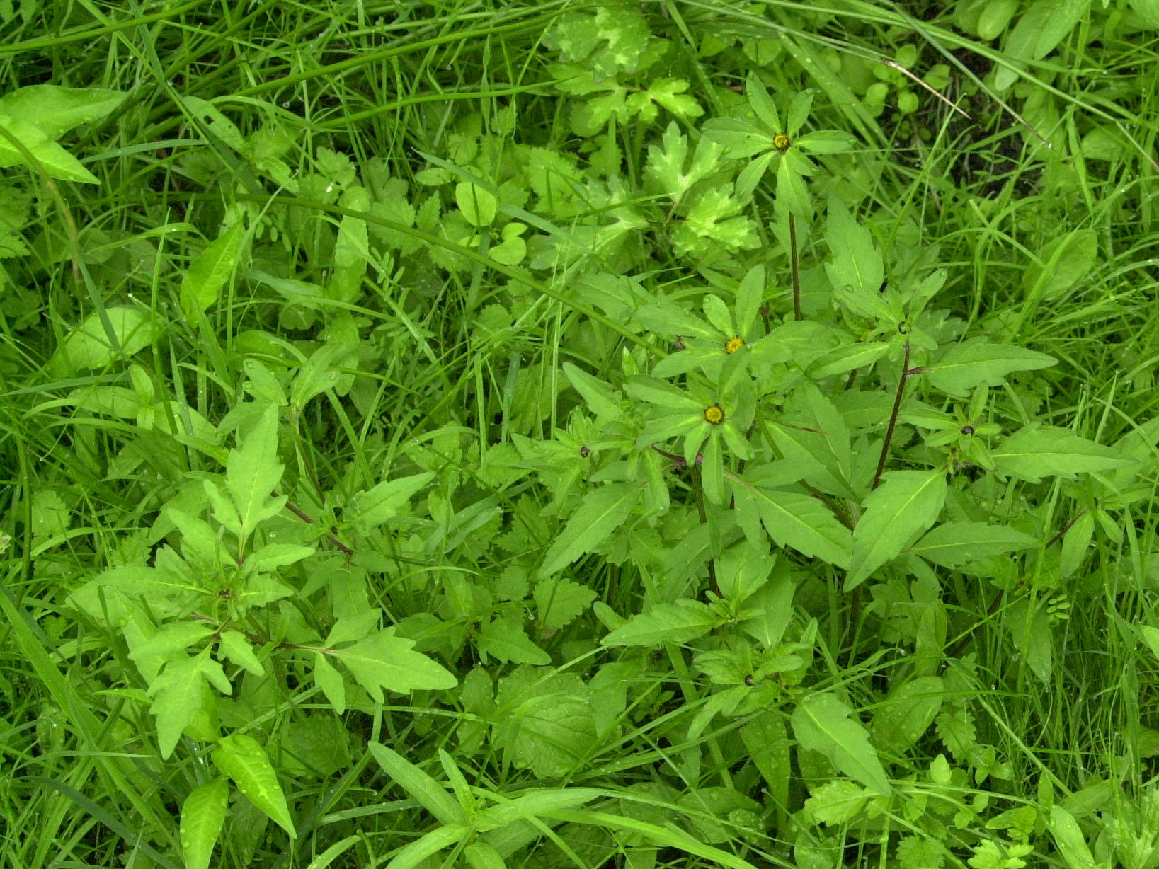 bidens_tripartita1md