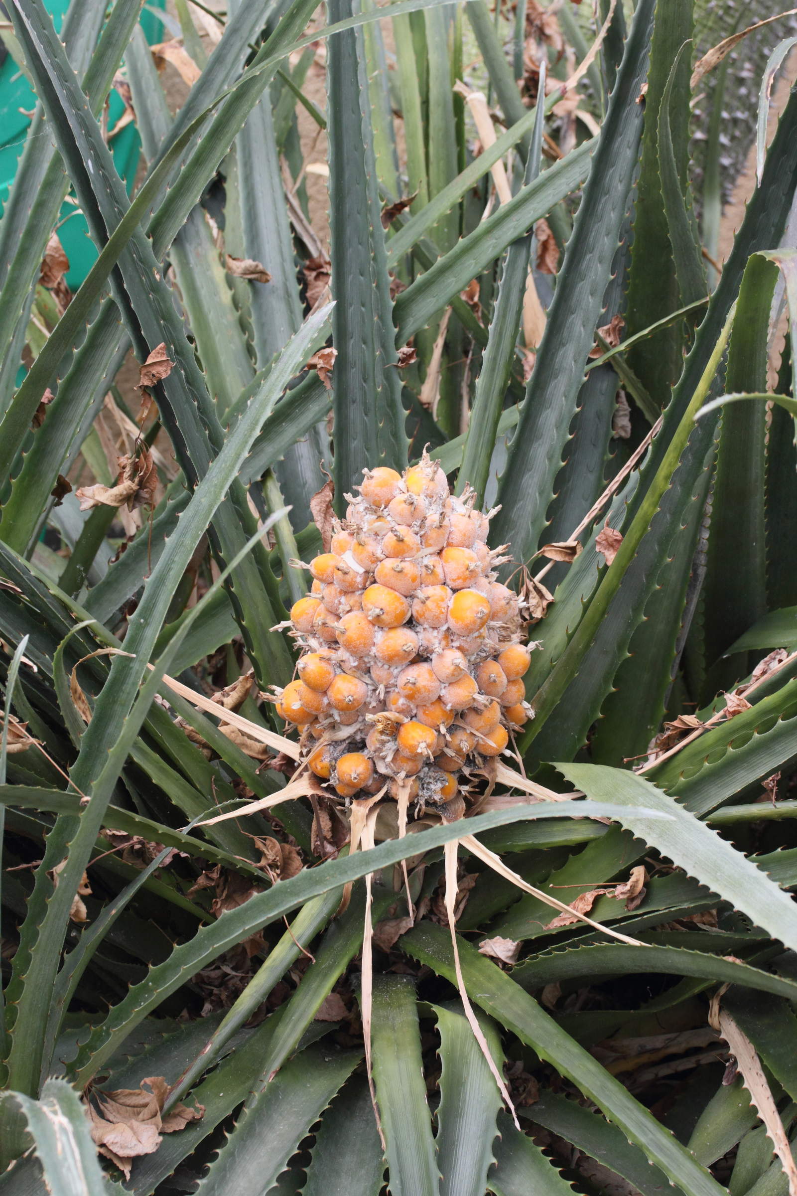 bromelia_balansae1md