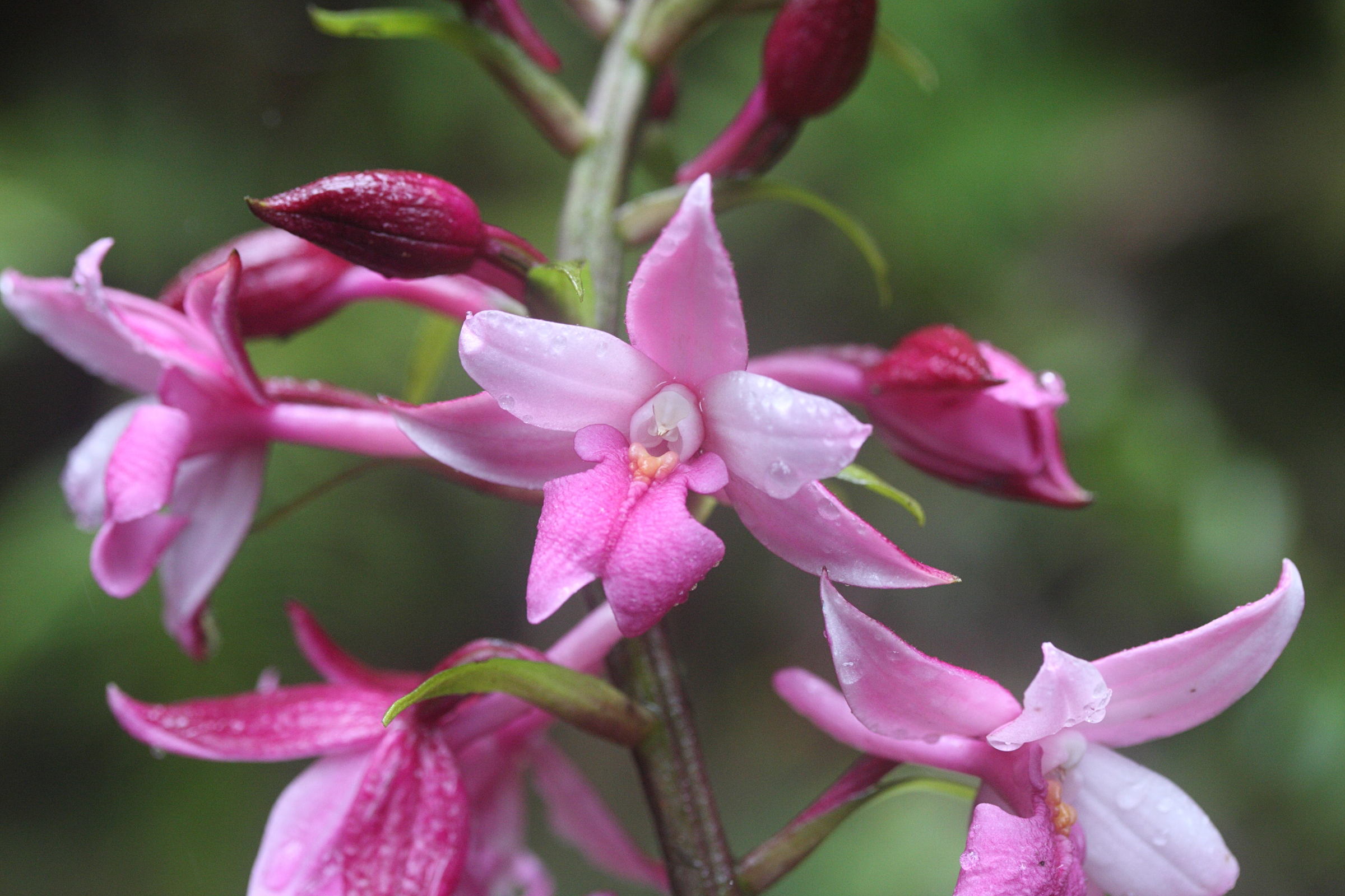 calanthe_sylvatica2md