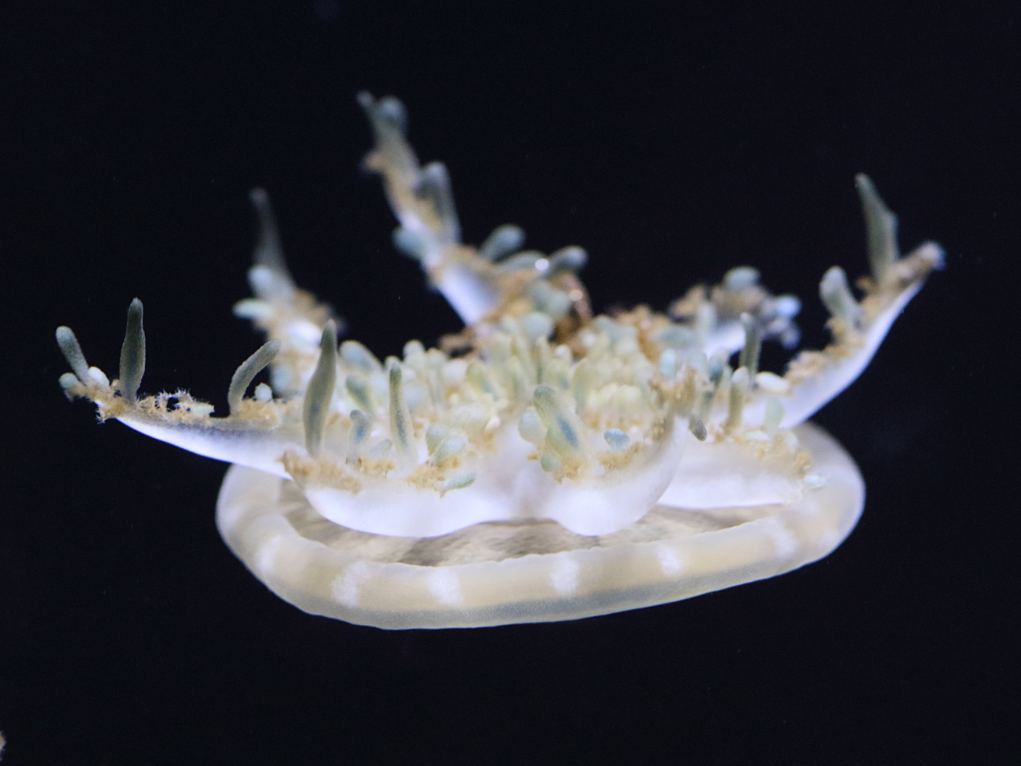 cassiopea_andromeda1bd