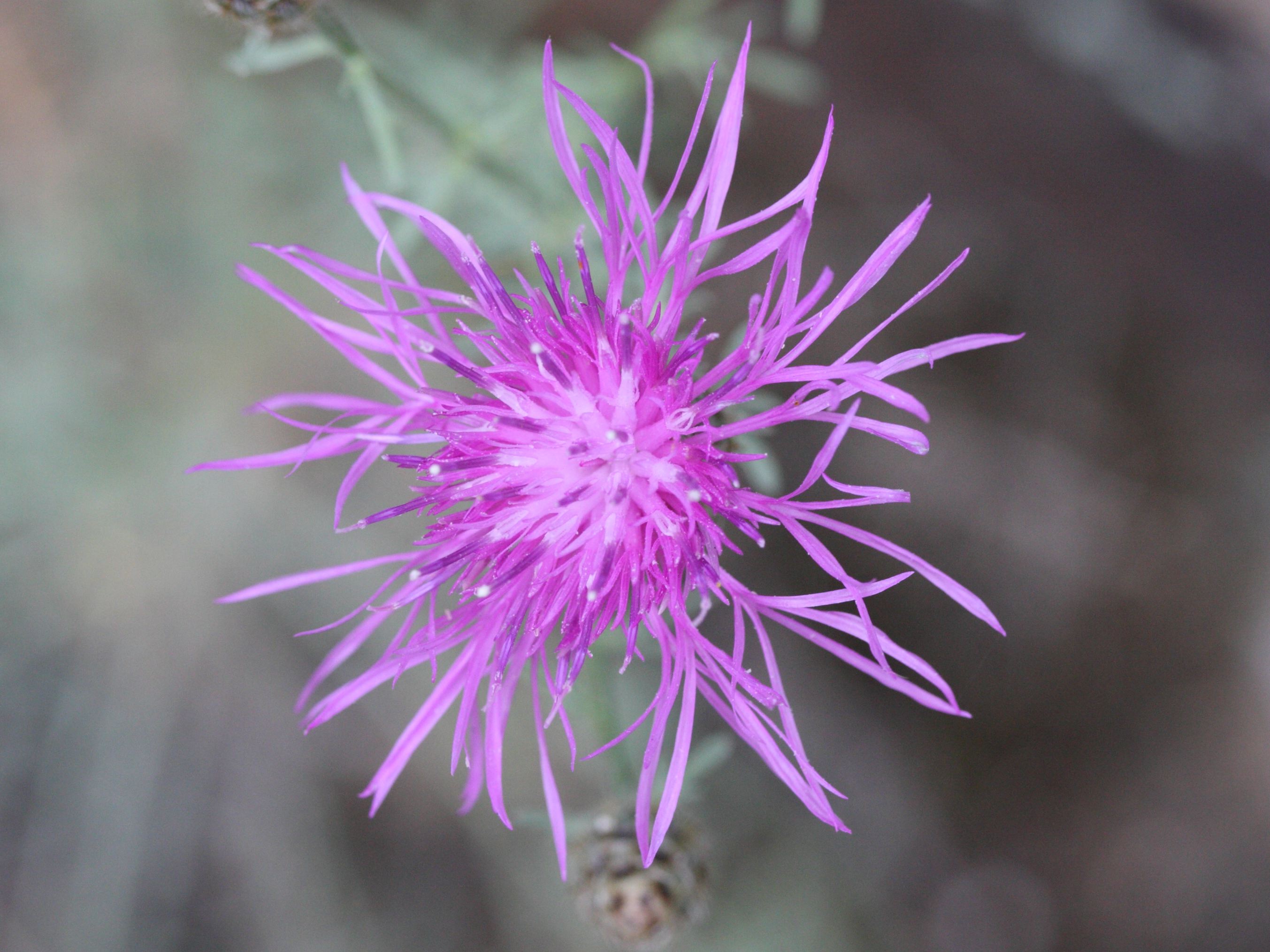 centaurea_maculosa2md