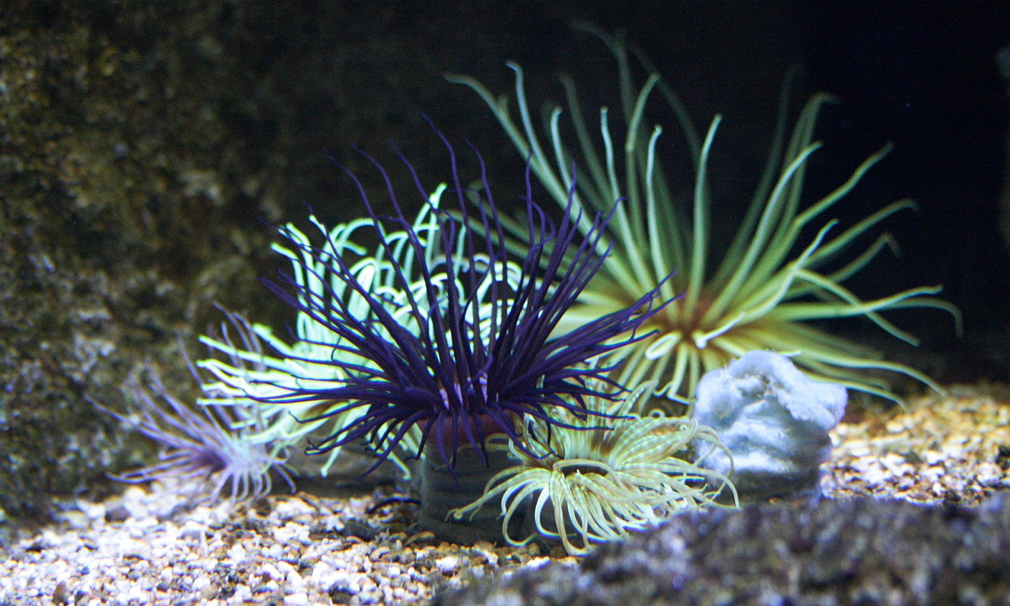 cerianthus_membranaceus2md