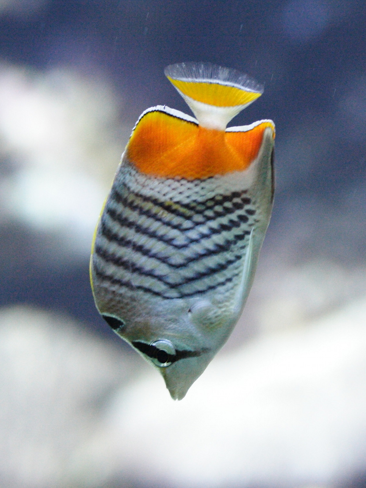 chaetodon_madagaskariensis2md