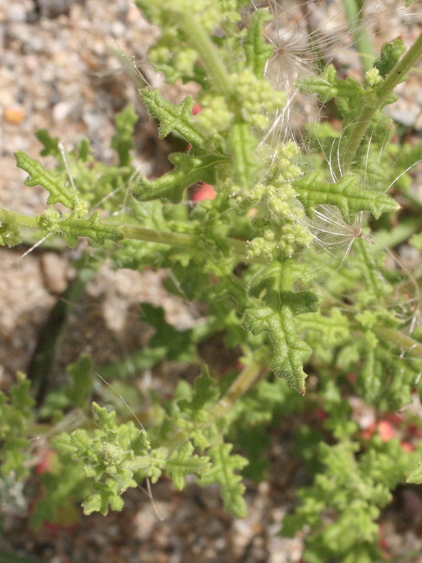 Afficher le média chenopodium_botrys2md chenopodium_botrys2md