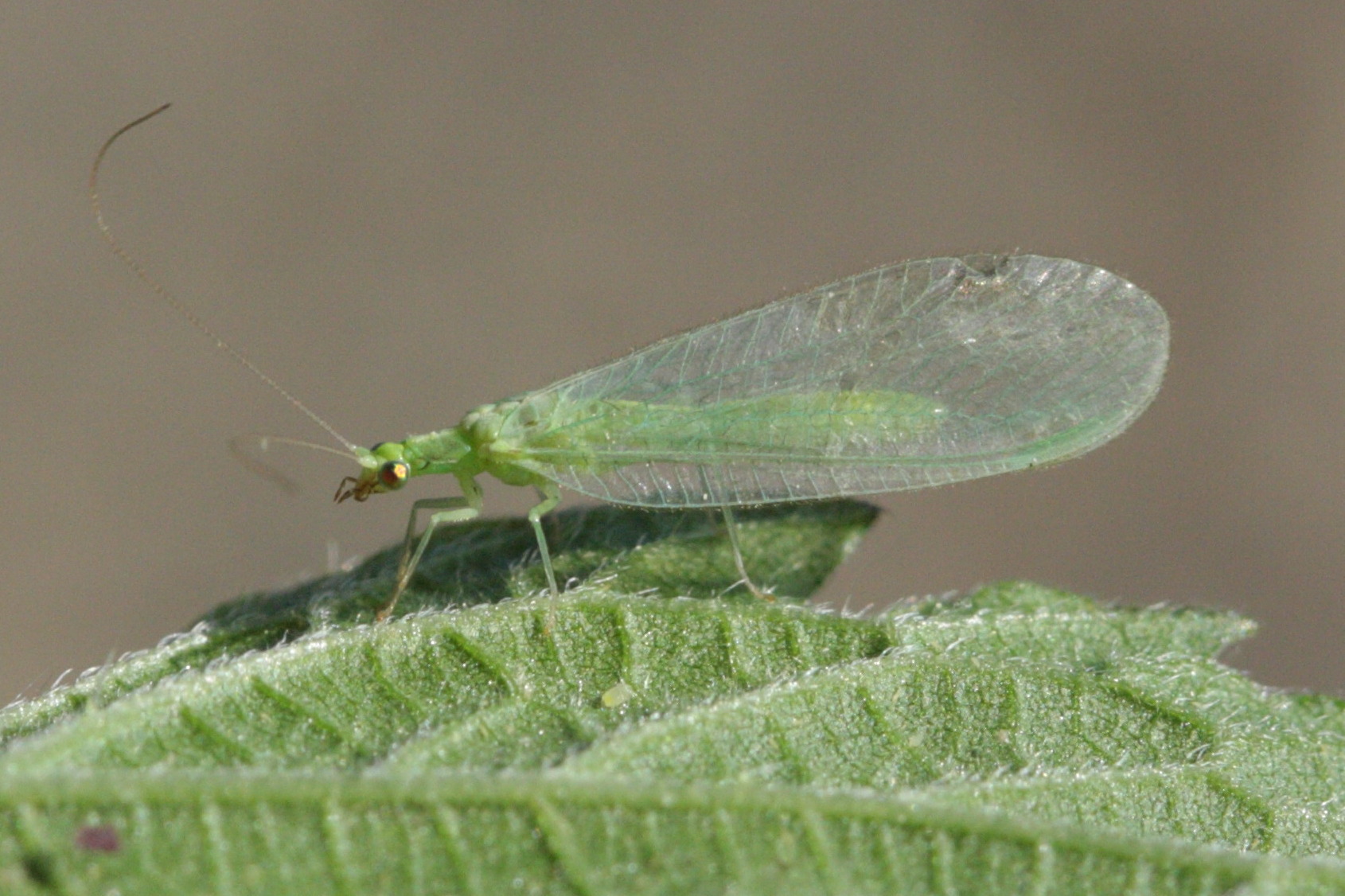 Afficher le média chrysoperla_carnea2bd chrysoperla_carnea2bd