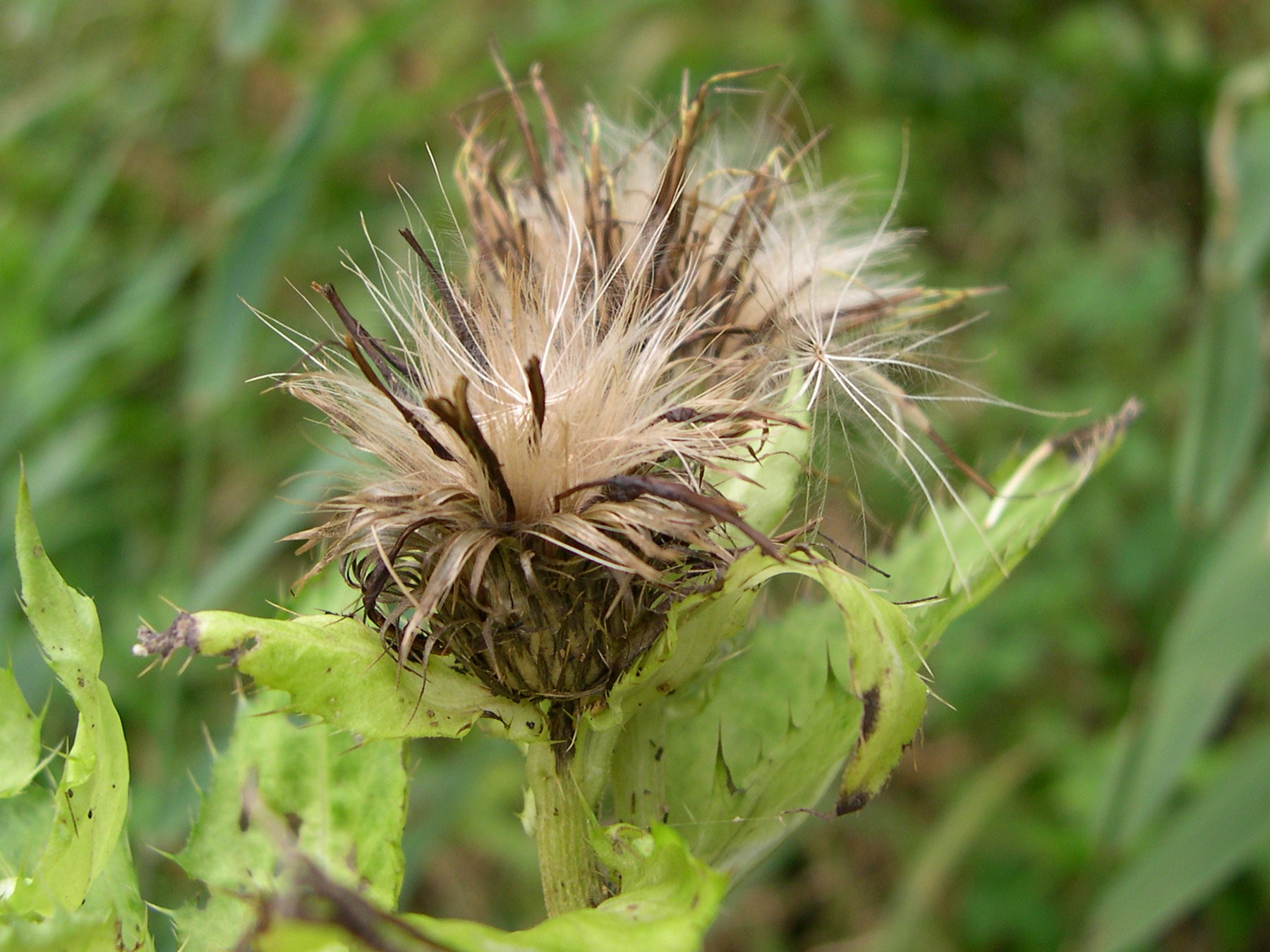 Afficher le média cirsium_oleraceum5md cirsium_oleraceum5md