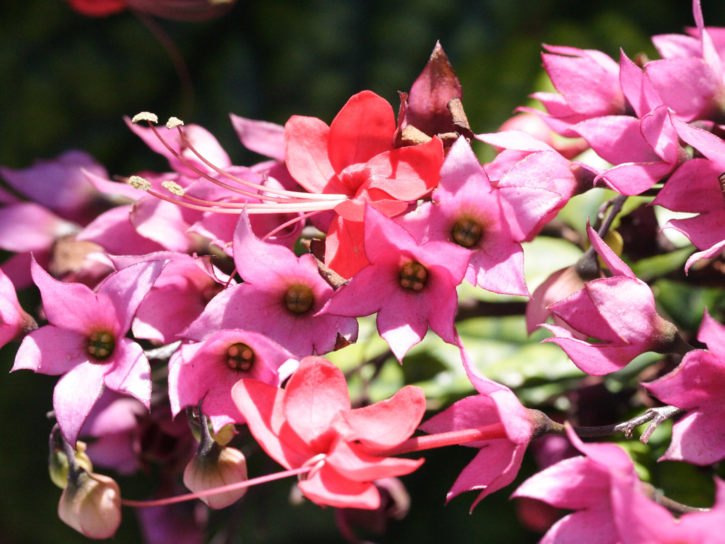 clerodendrum_thomsonae4md