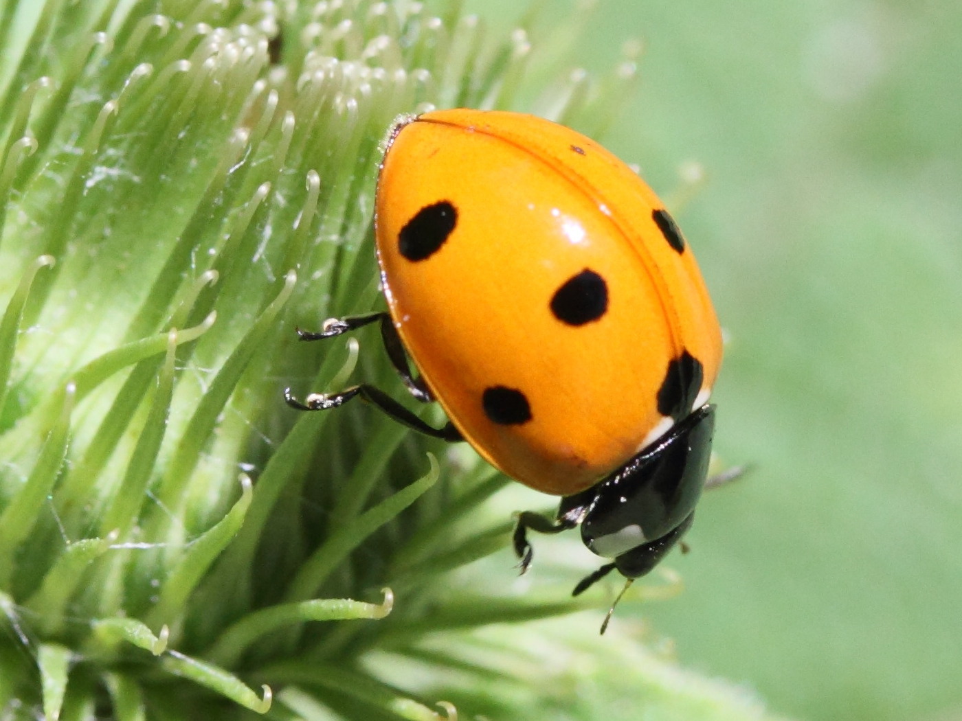 Afficher le média coccinella_septempunctata2md coccinella_septempunctata2md