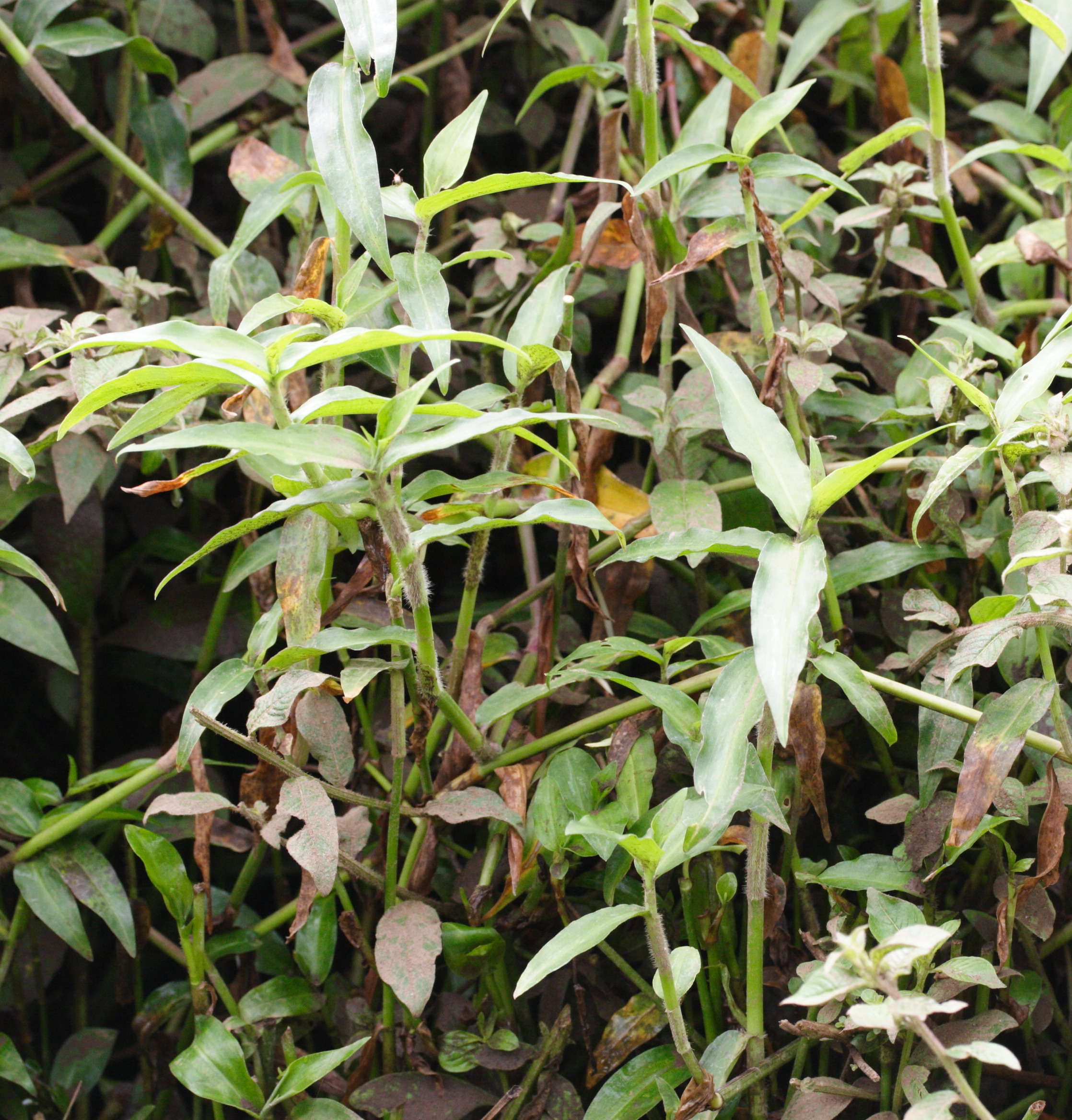 commelina_diffusa2md