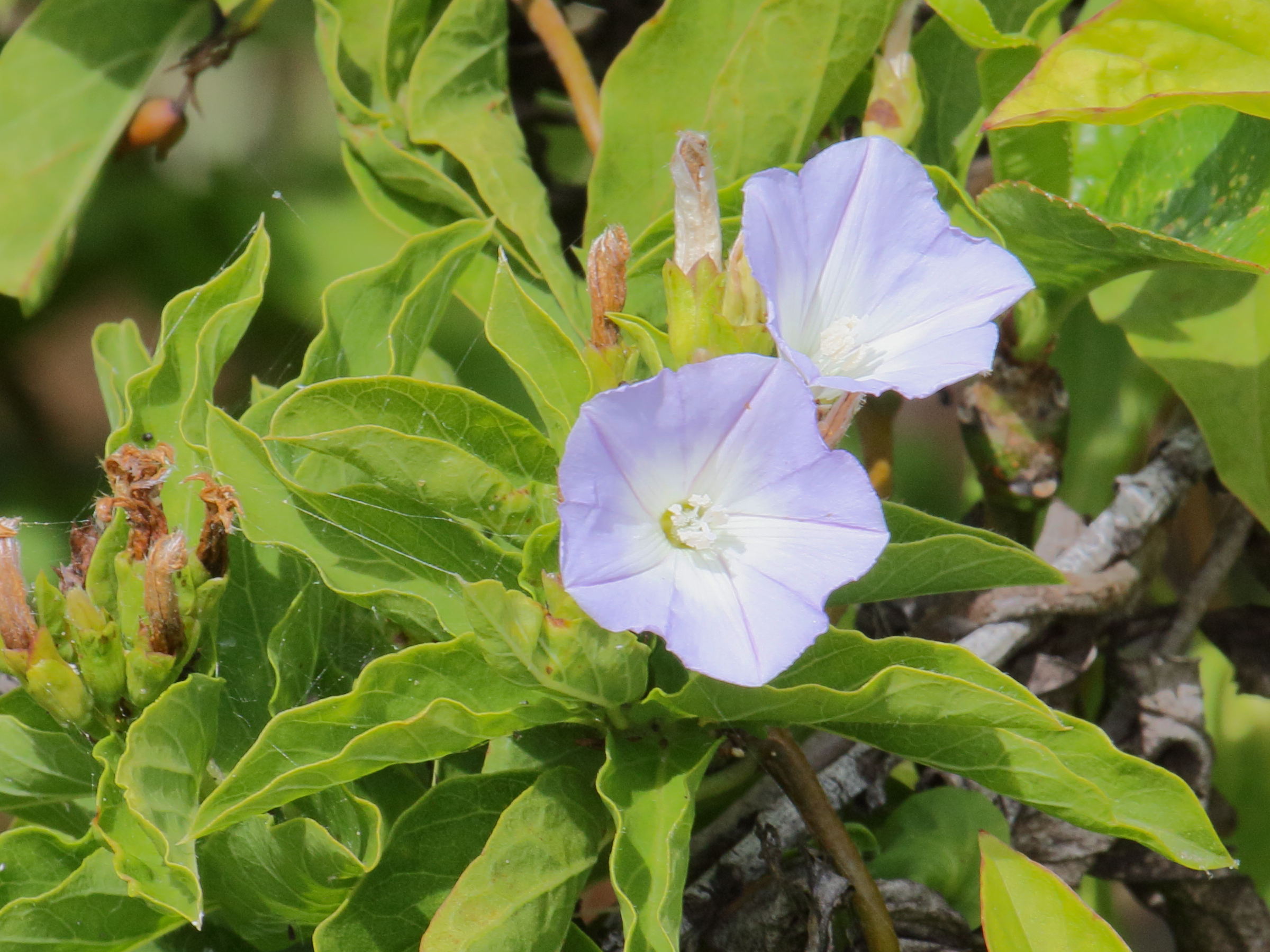 convolvulus_lopezsocasi4bd