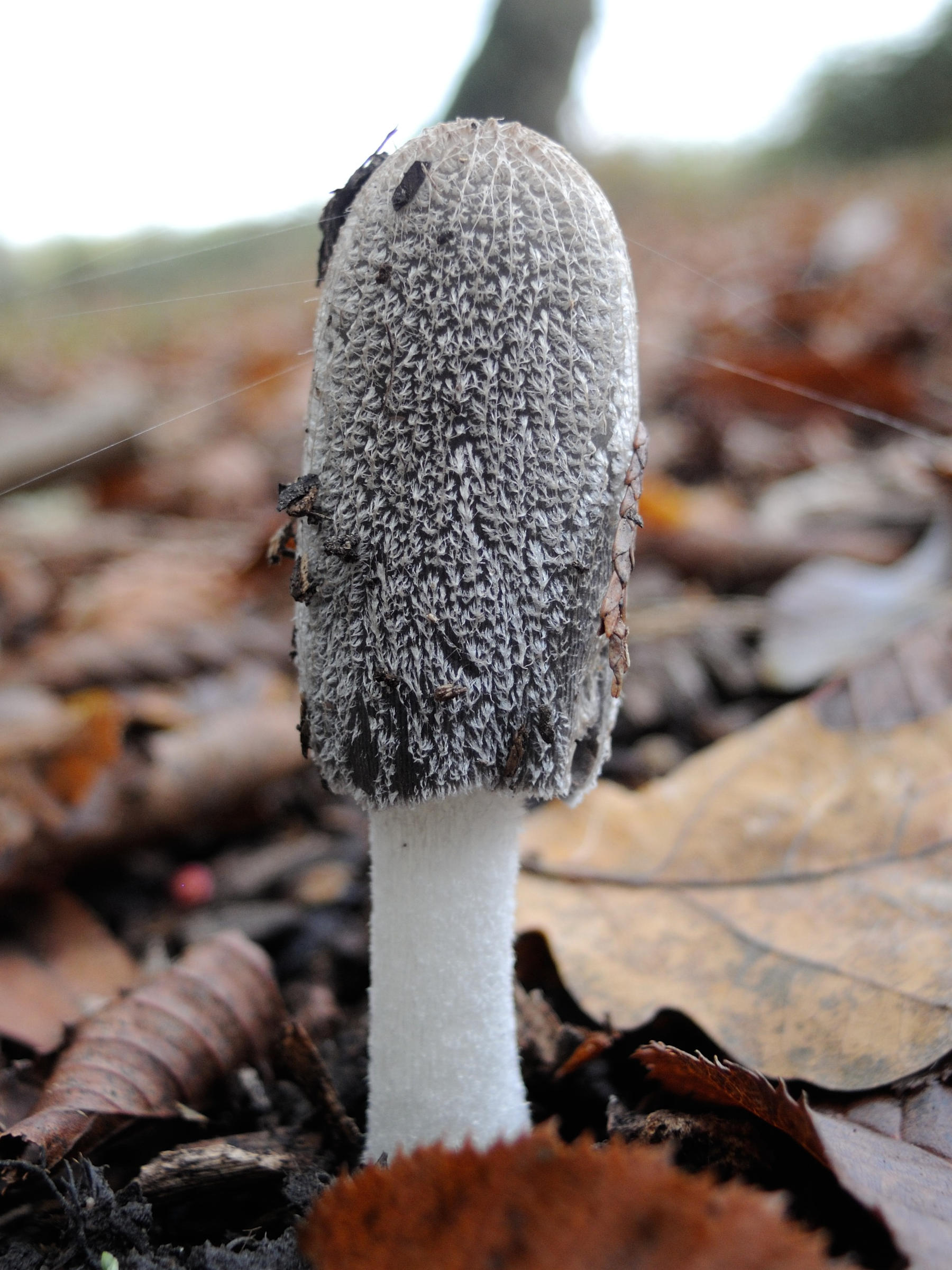 Afficher le média coprinopsis_lagopus2md coprinopsis_lagopus2md