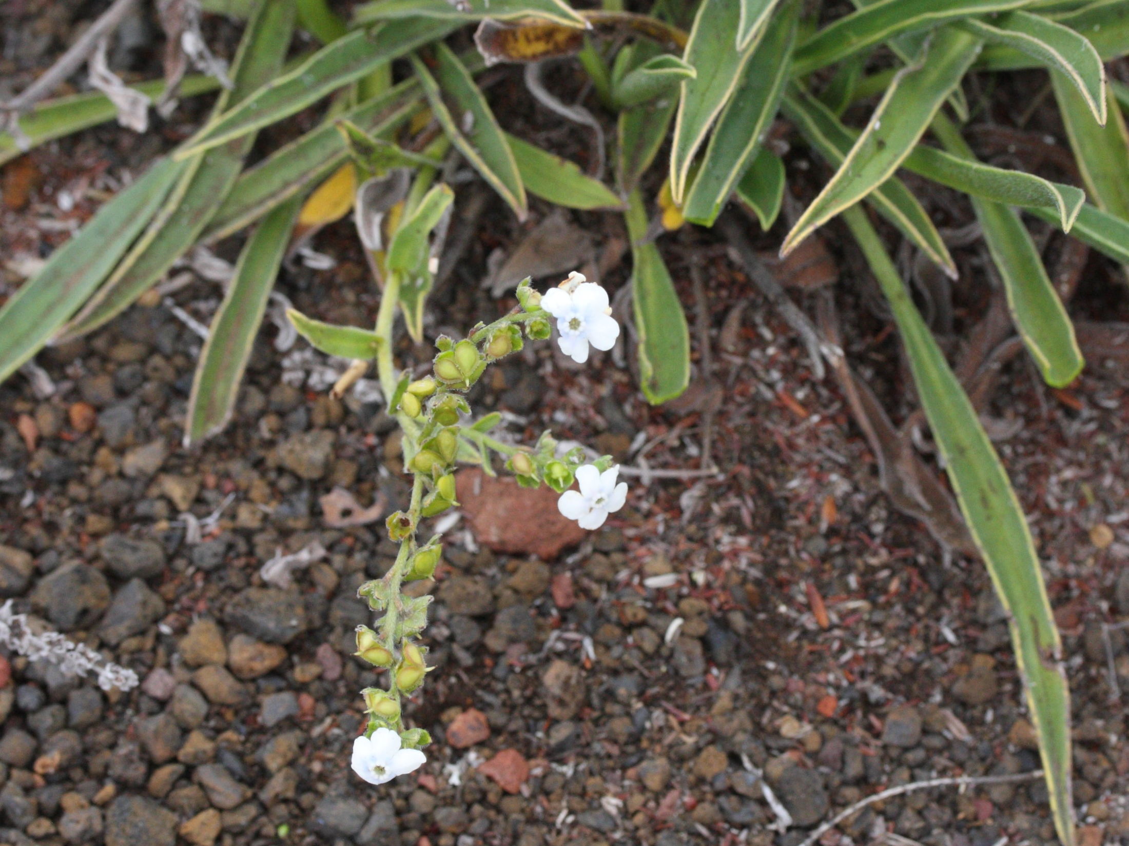 Afficher le média cynoglossum_borbonicum2md cynoglossum_borbonicum2md