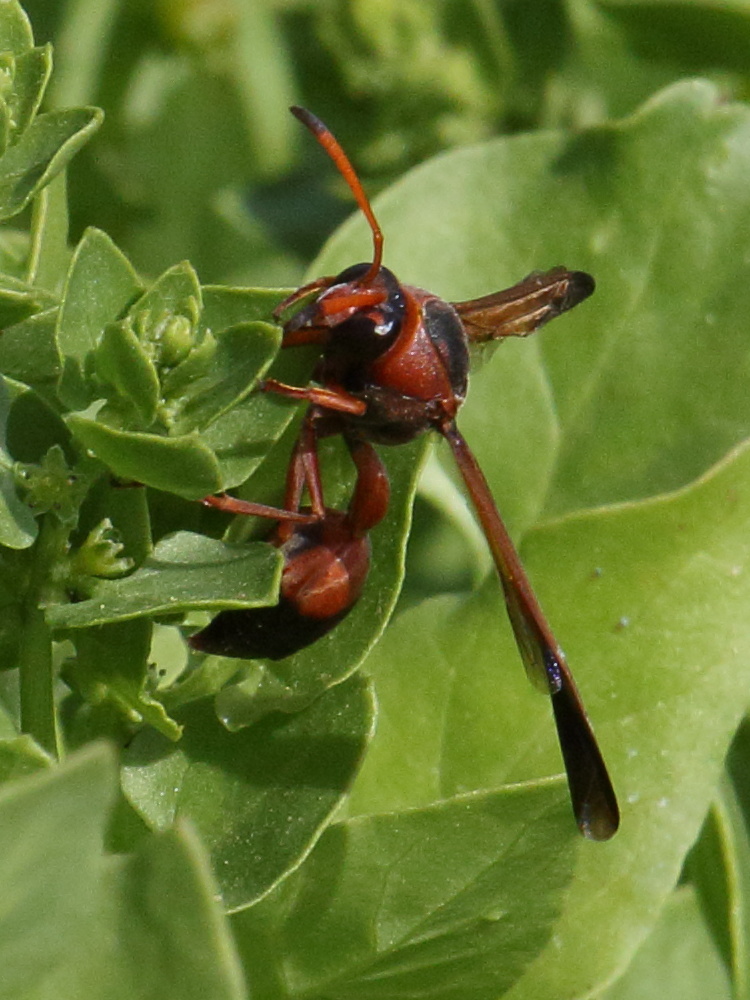 delta_dimidiatipenne1bd