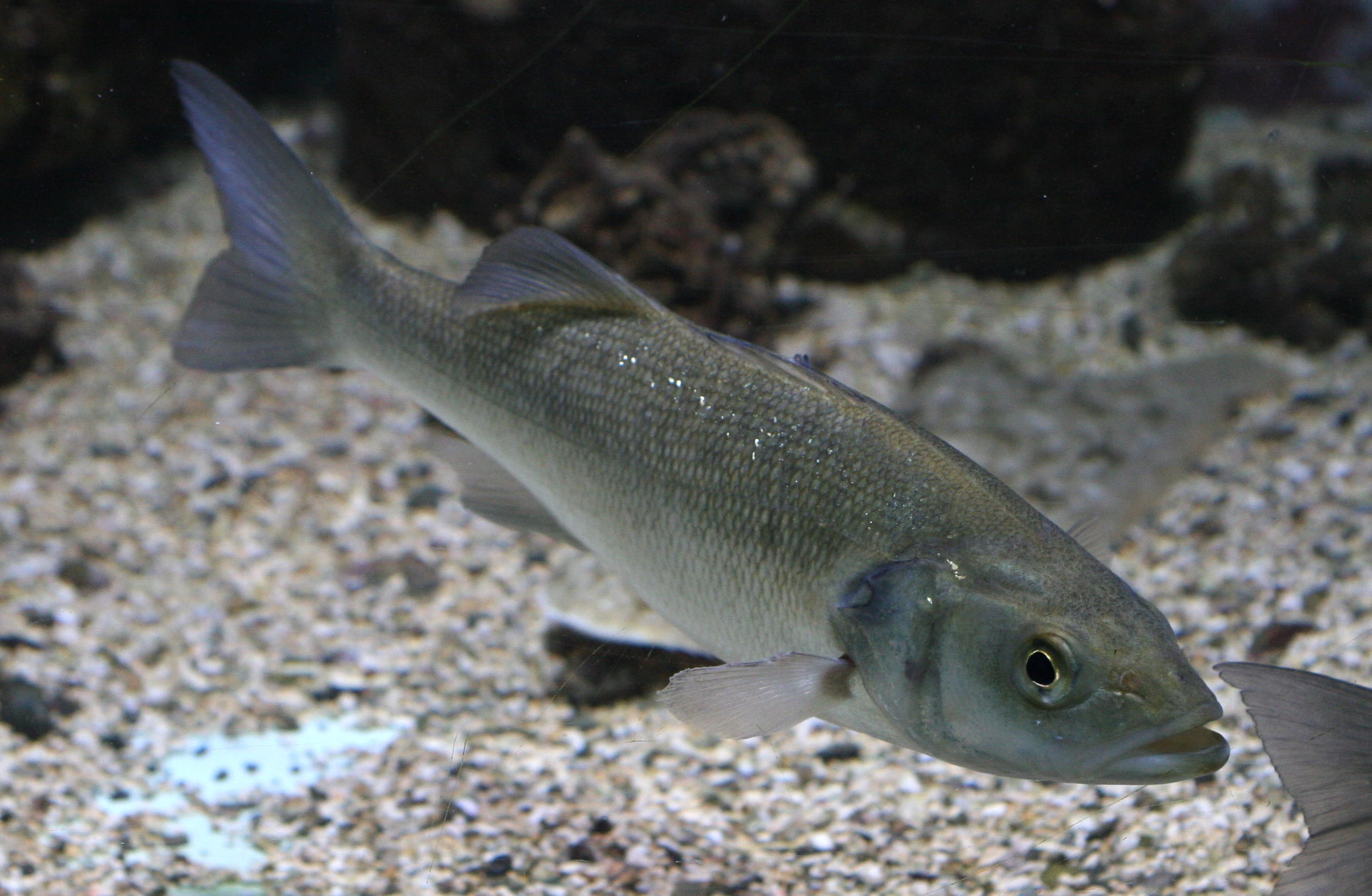 dicentrarchus_labrax3md