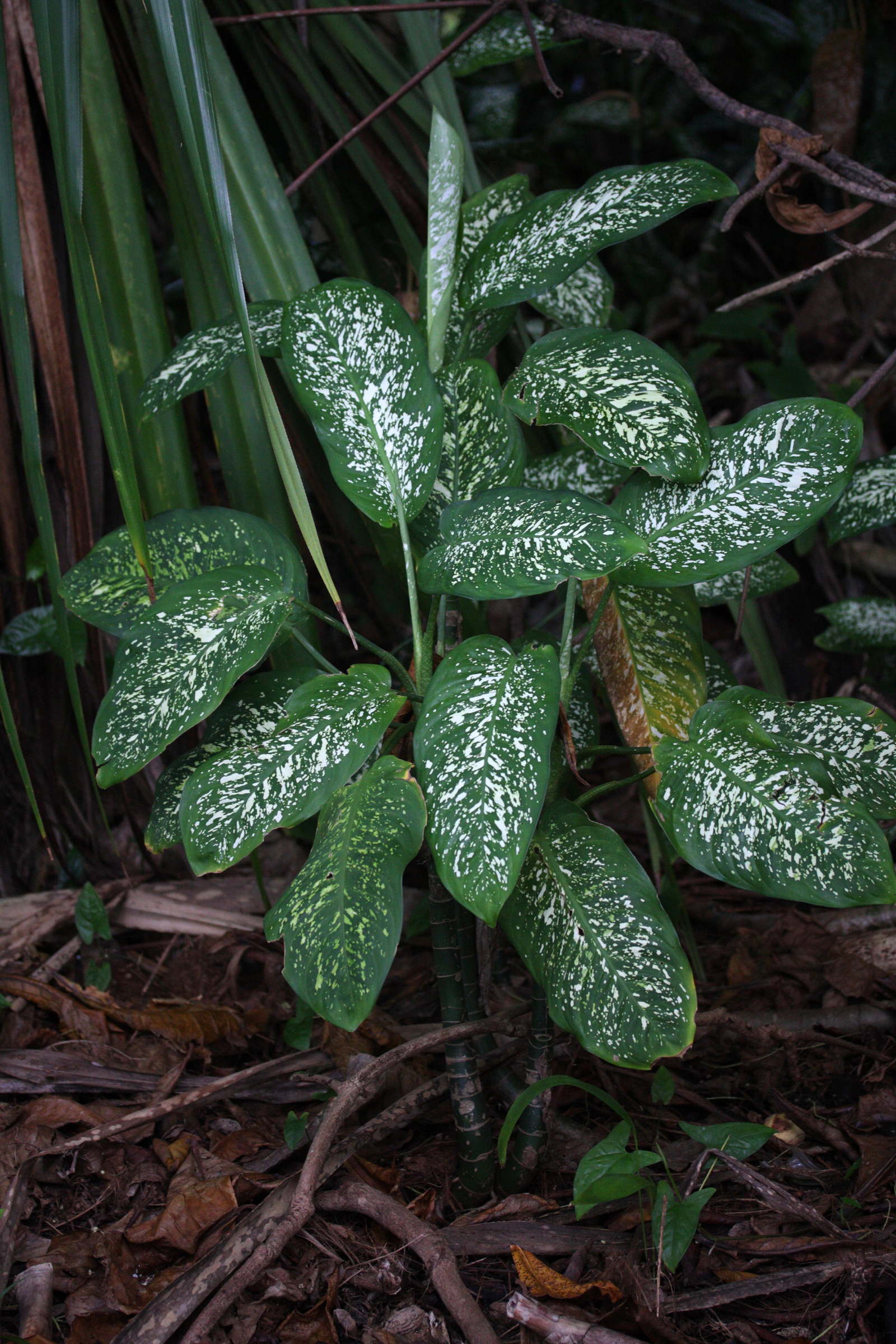 dieffenbachia_seguine4md