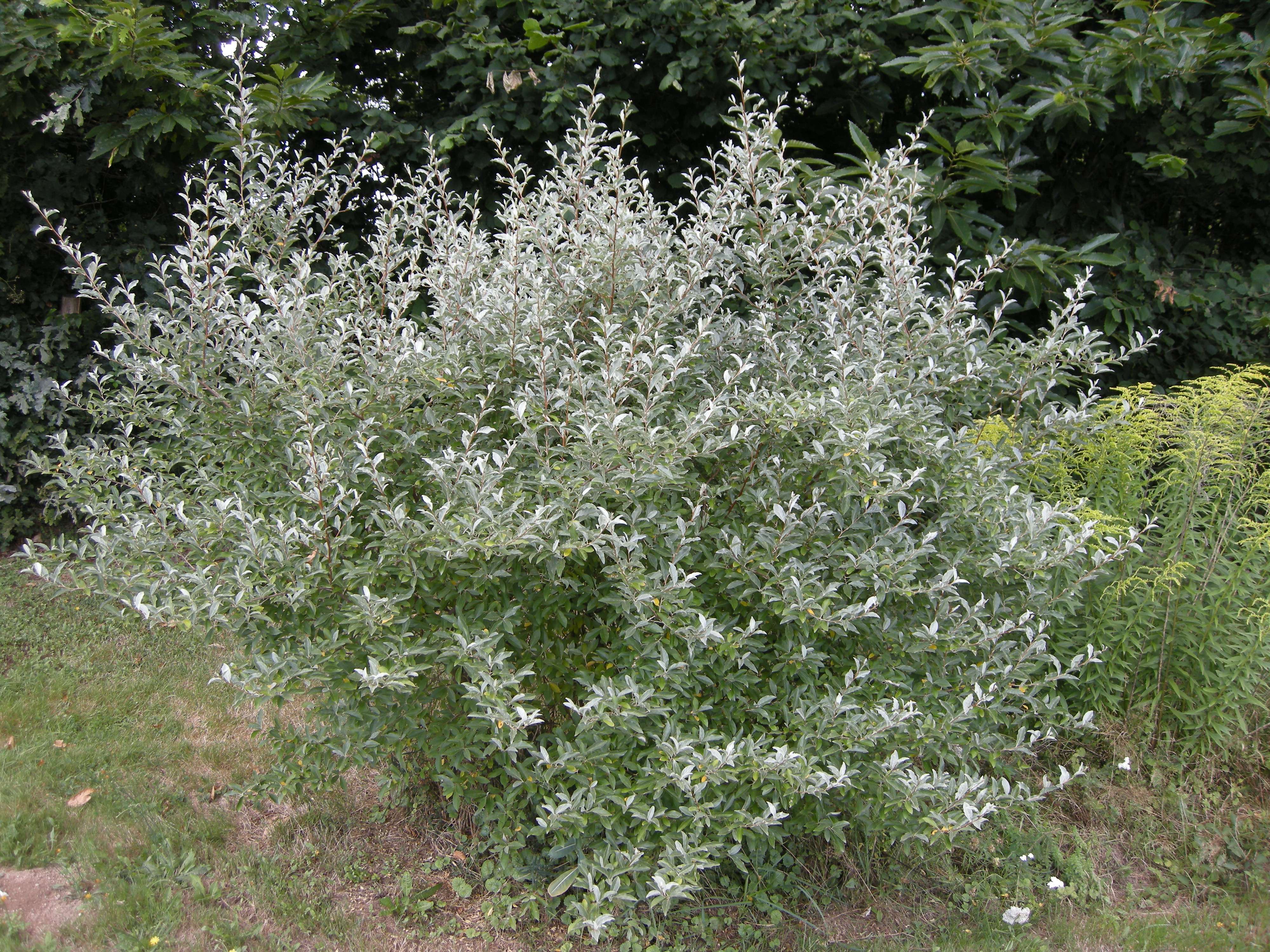 elaeagnus_umbellata3md