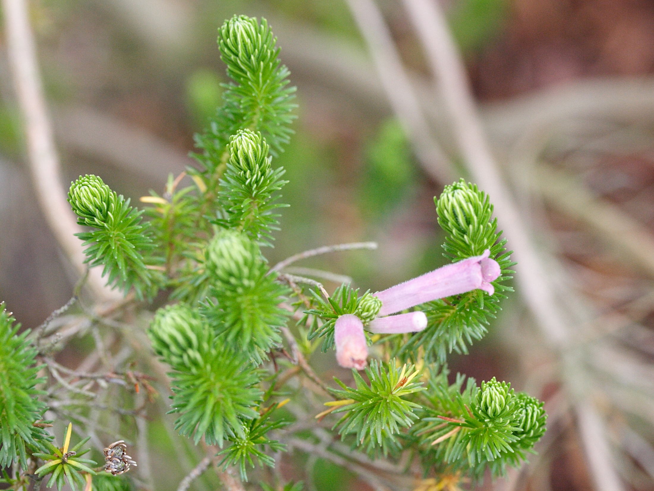 erica_verticillata2md
