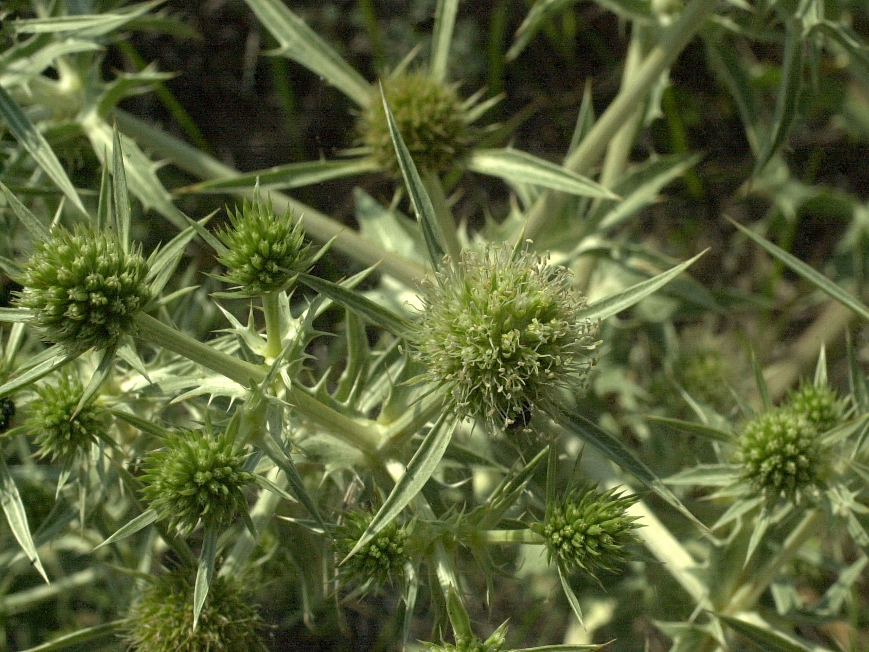 Afficher le média eryngium_campestre2md eryngium_campestre2md
