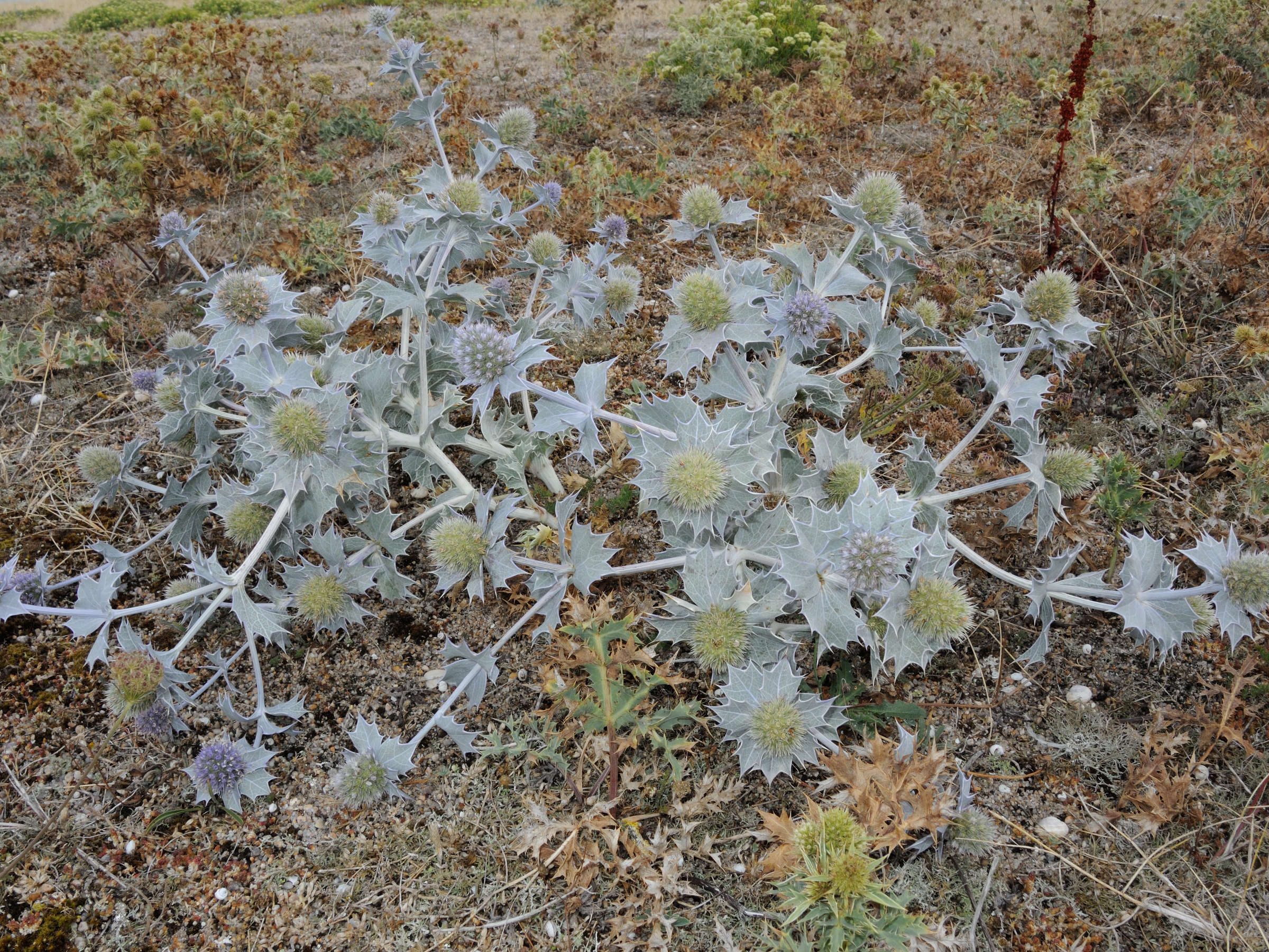 eryngium_maritimum4md
