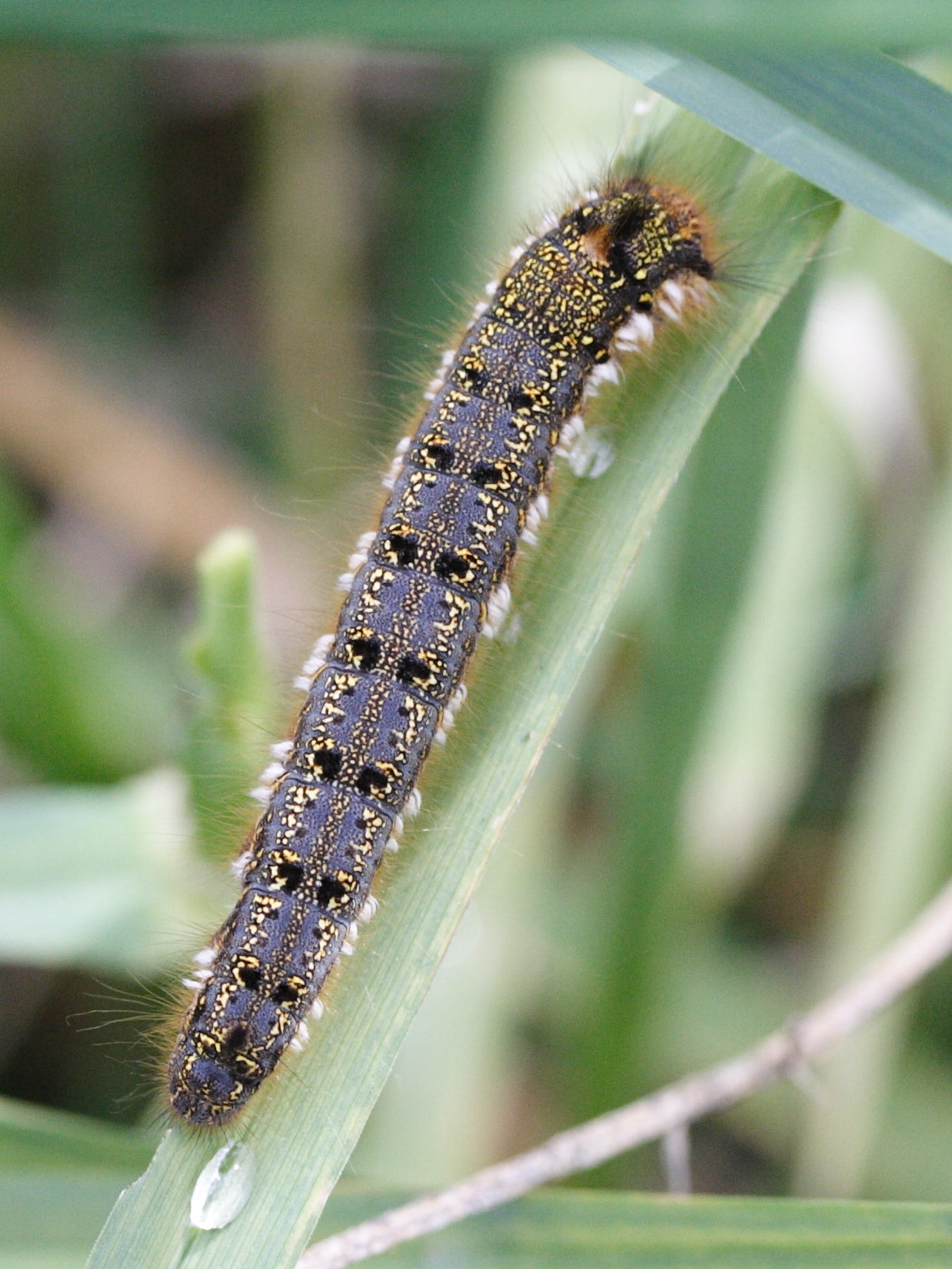 euthrix_potatoria_ch4md