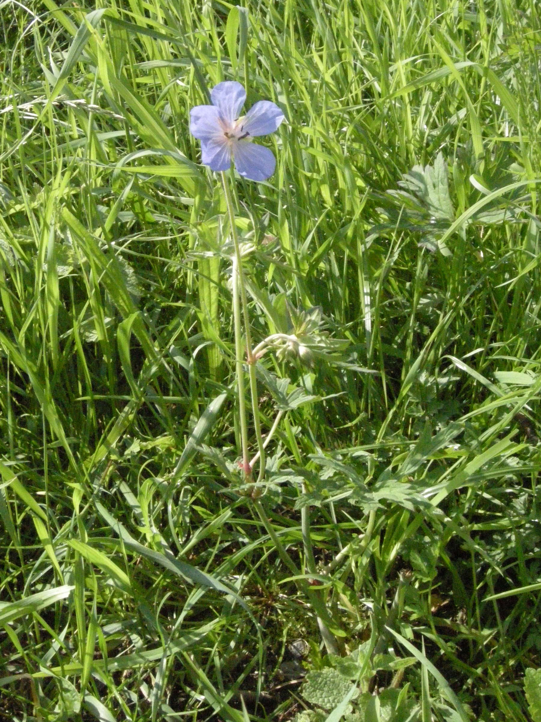 geranium_pratense1bbd