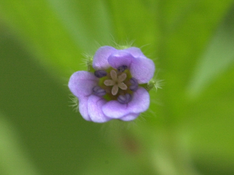 geranium_pusillum3md