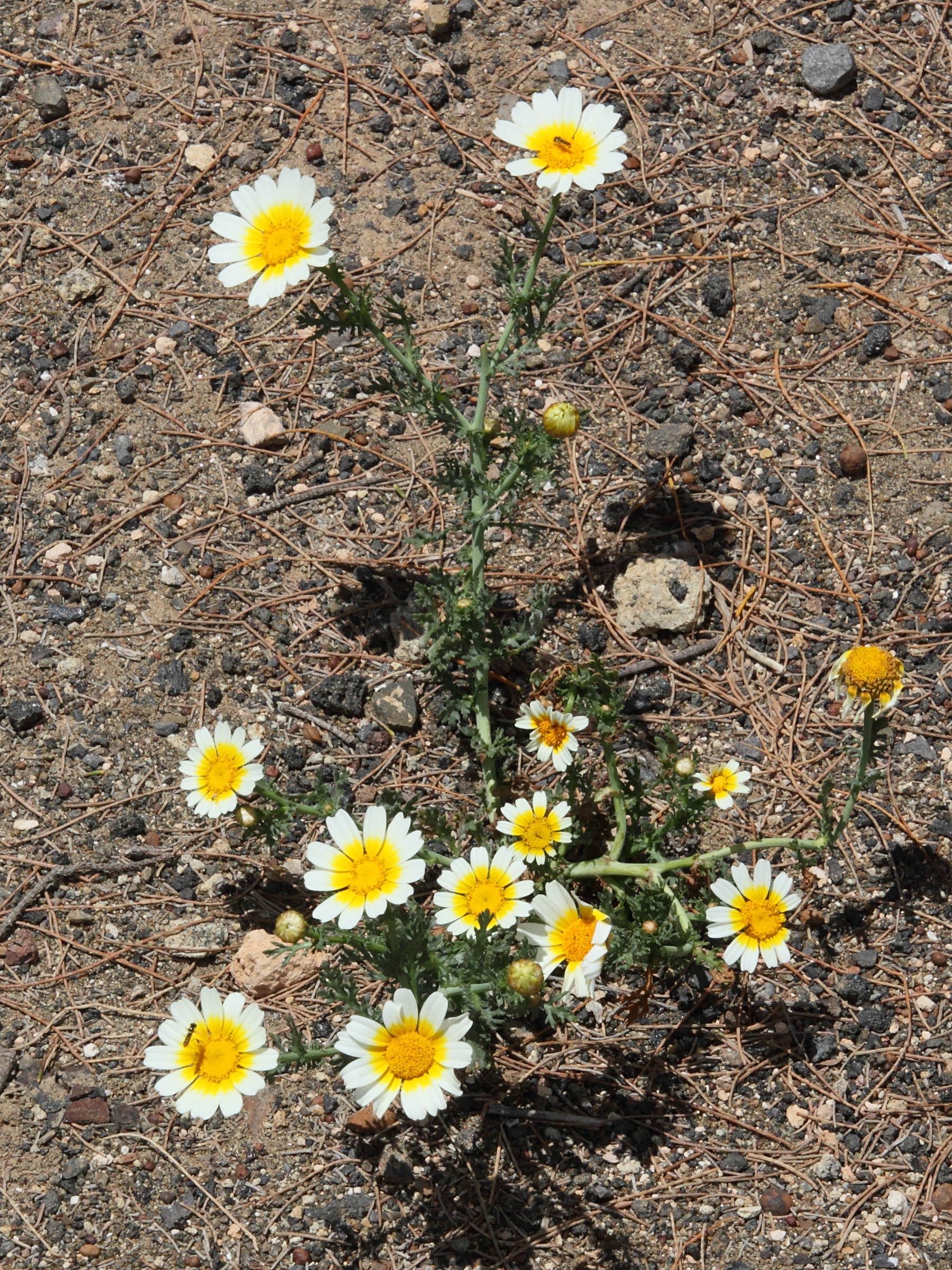 glebionis_coronaria6md