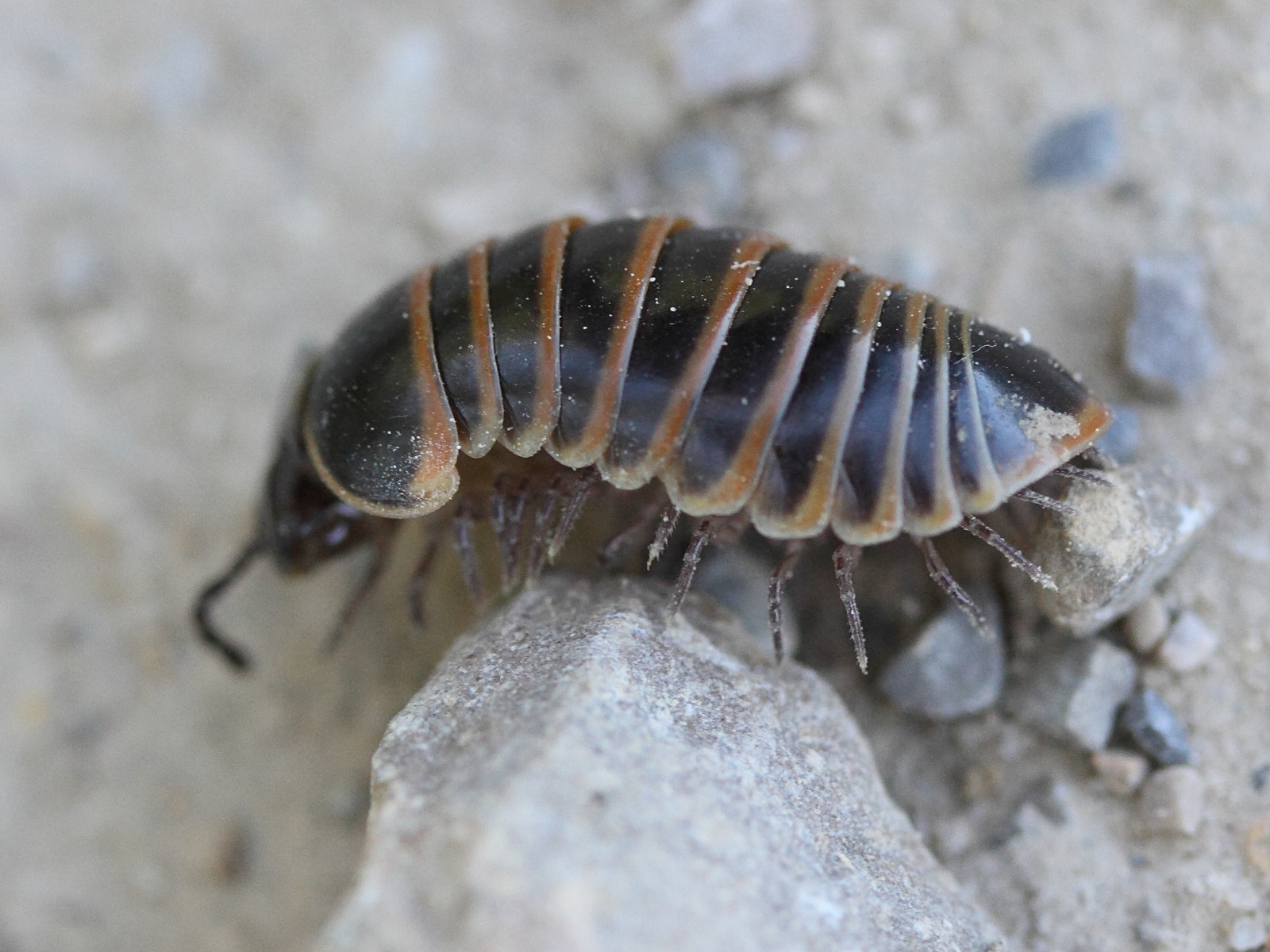 glomeris_marginata1md