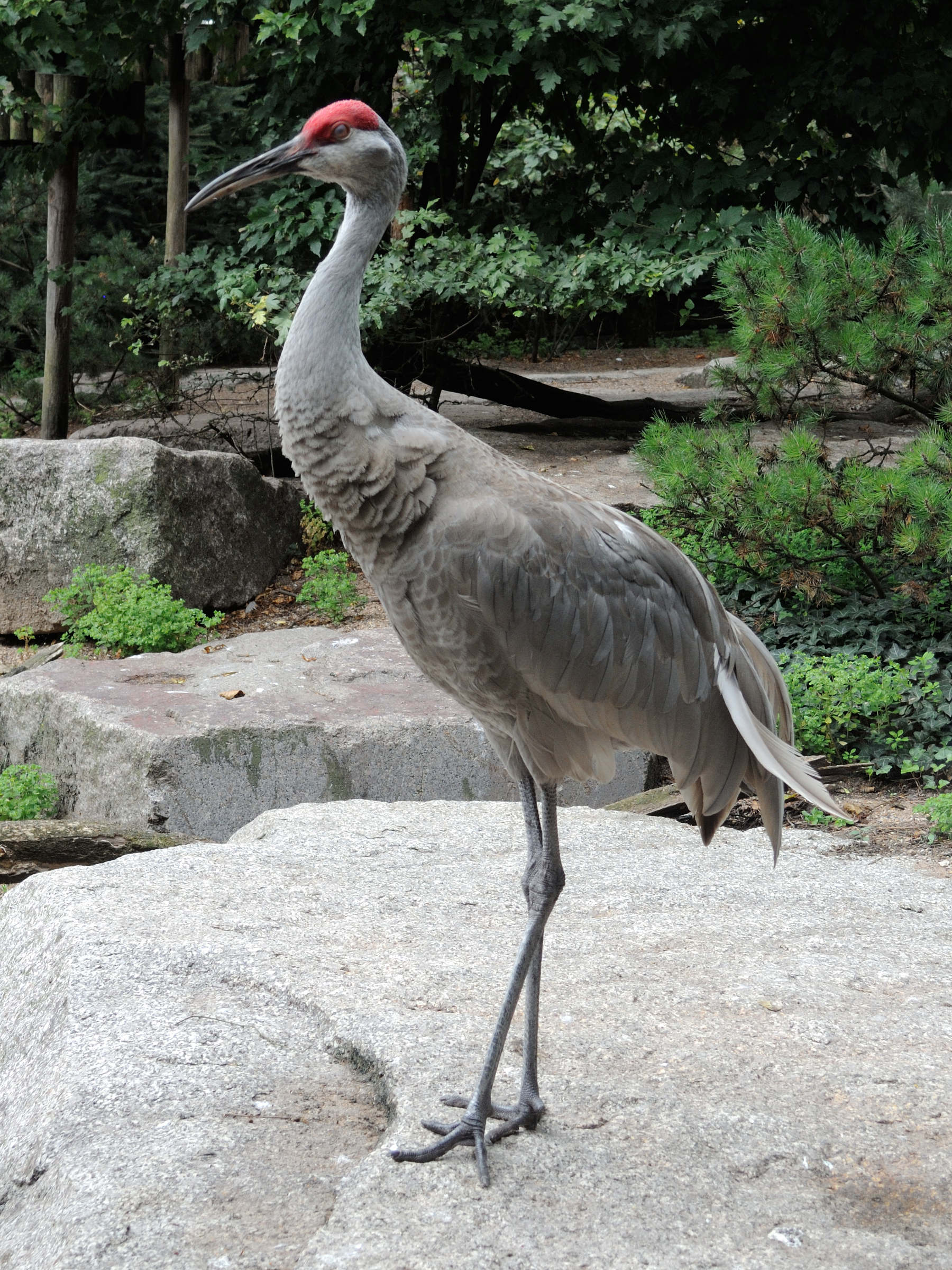 grue_du_canada_-_grus_canadensis1md