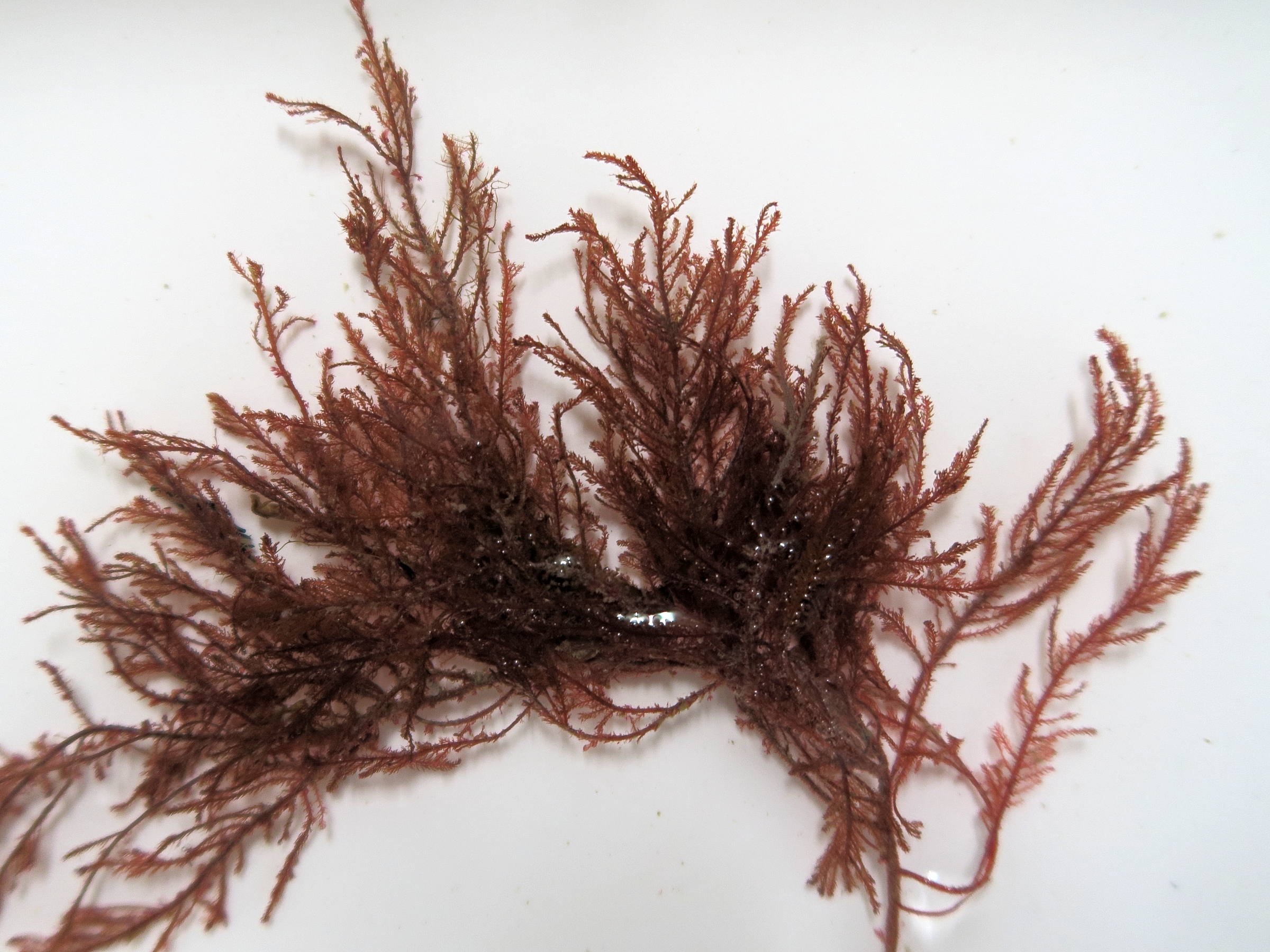 heterosiphonia_plumosa1md