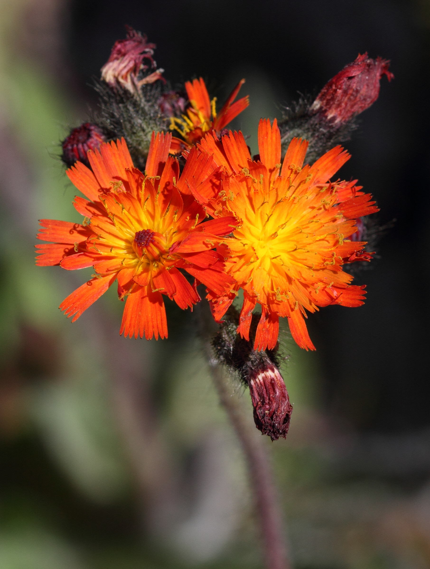 hieracium_aurantiacum2bd