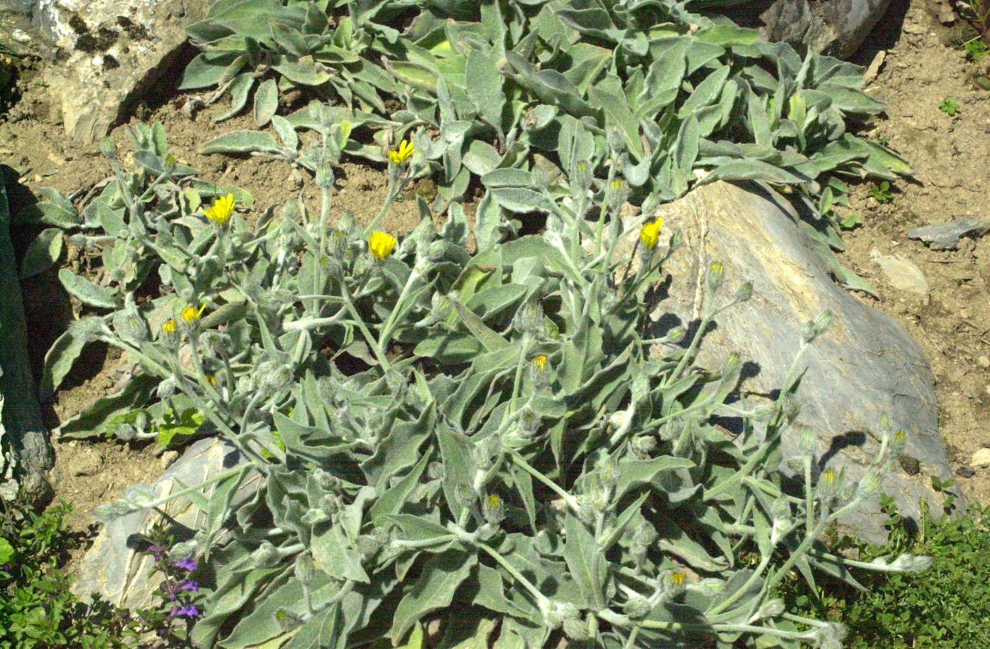 hieracium_tomentosum1md