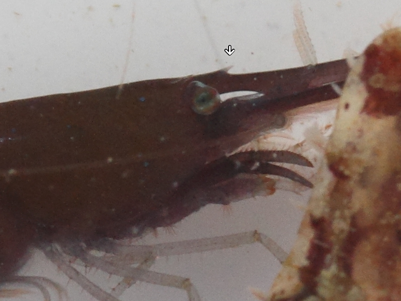 hippolyte_varians6md