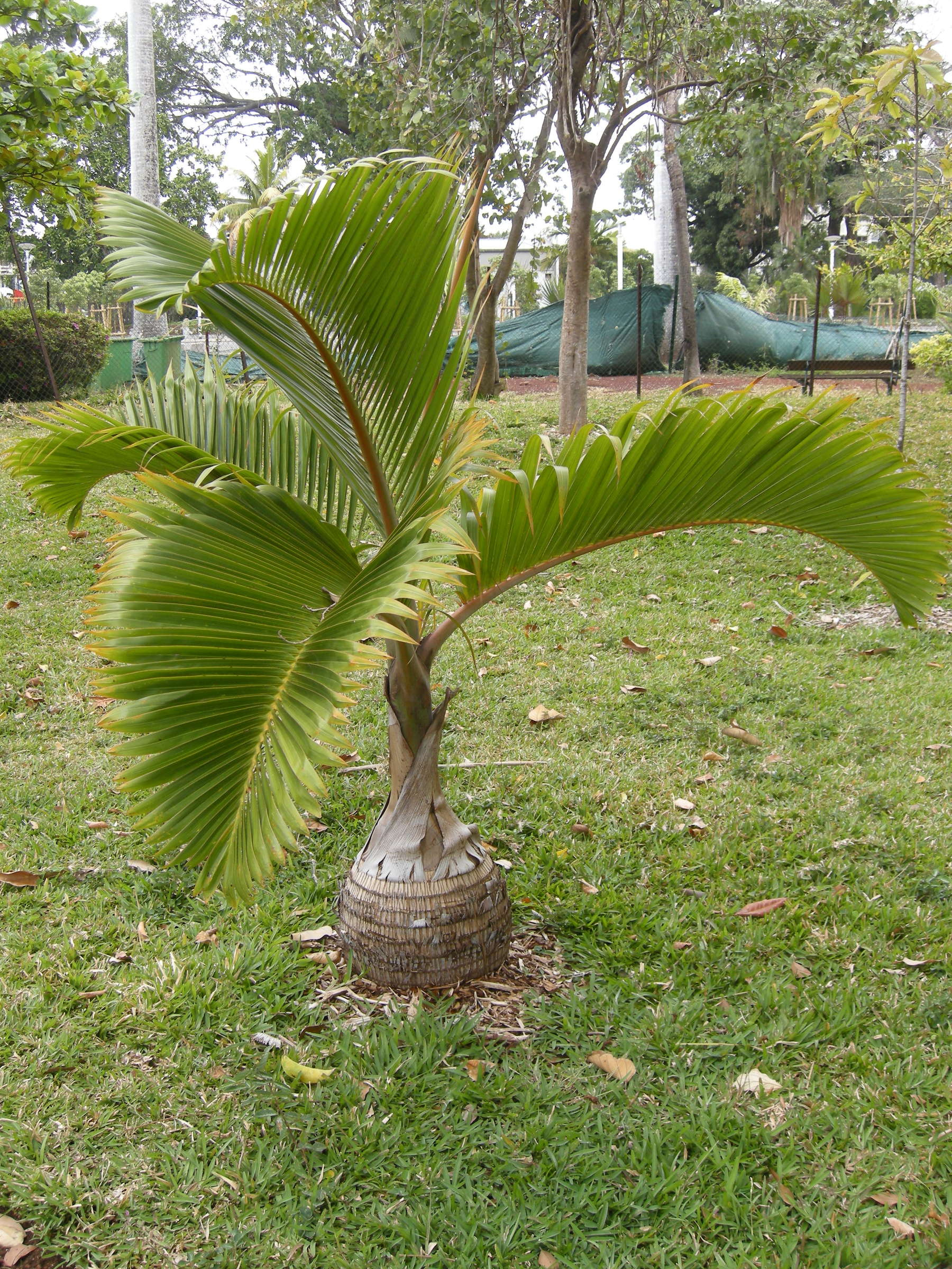 hyophorbe_lagenicaulis4md