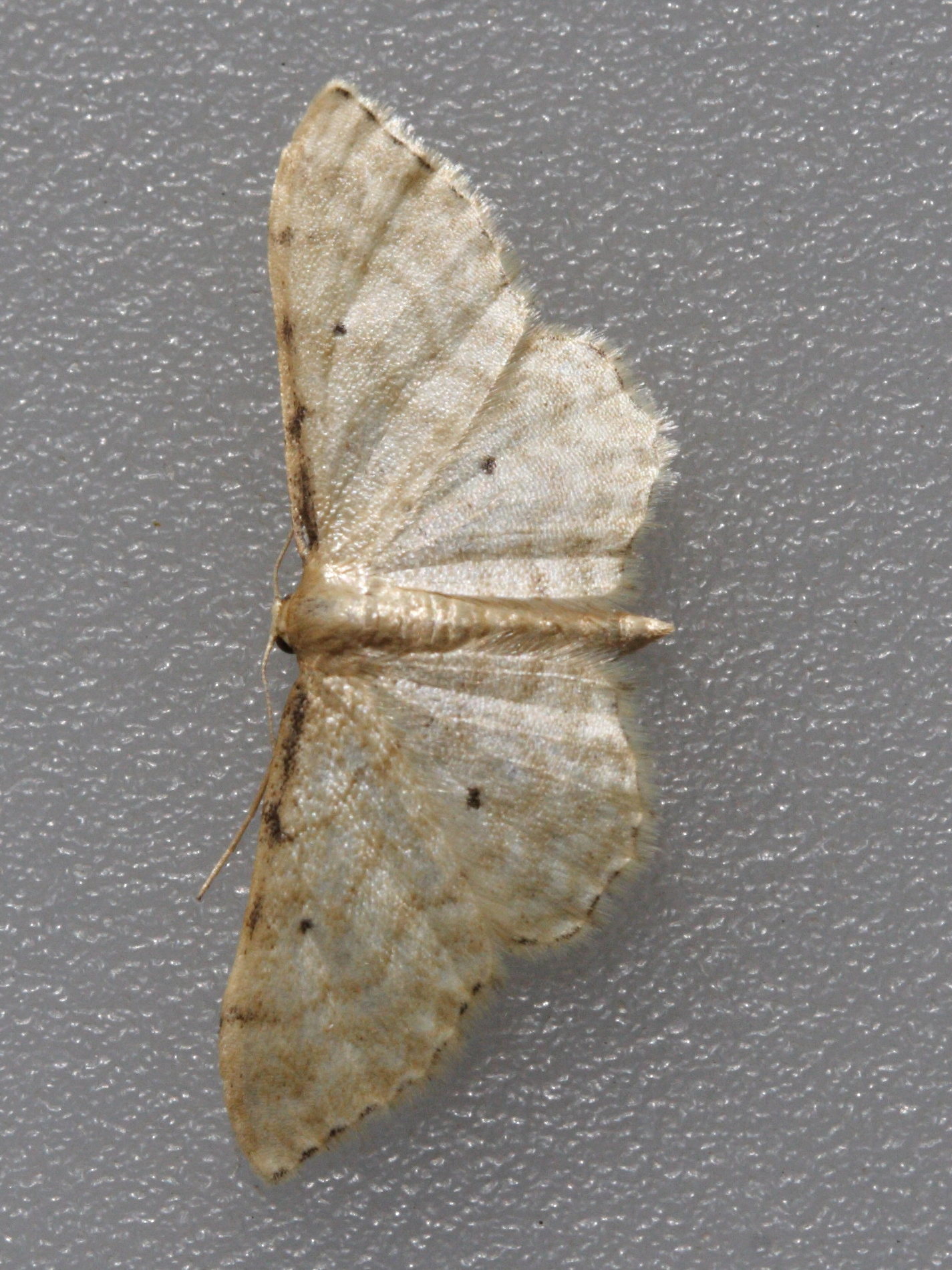 idaea_fuscovenosa1md