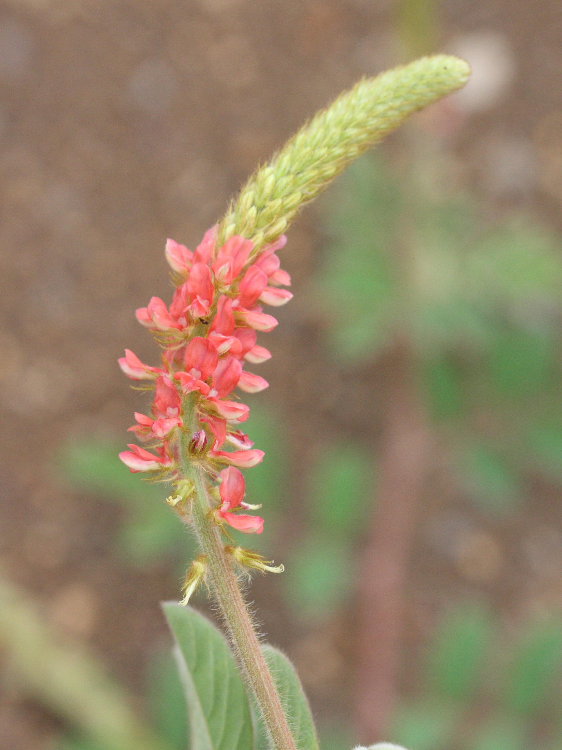 indigofera_hirsuta2md