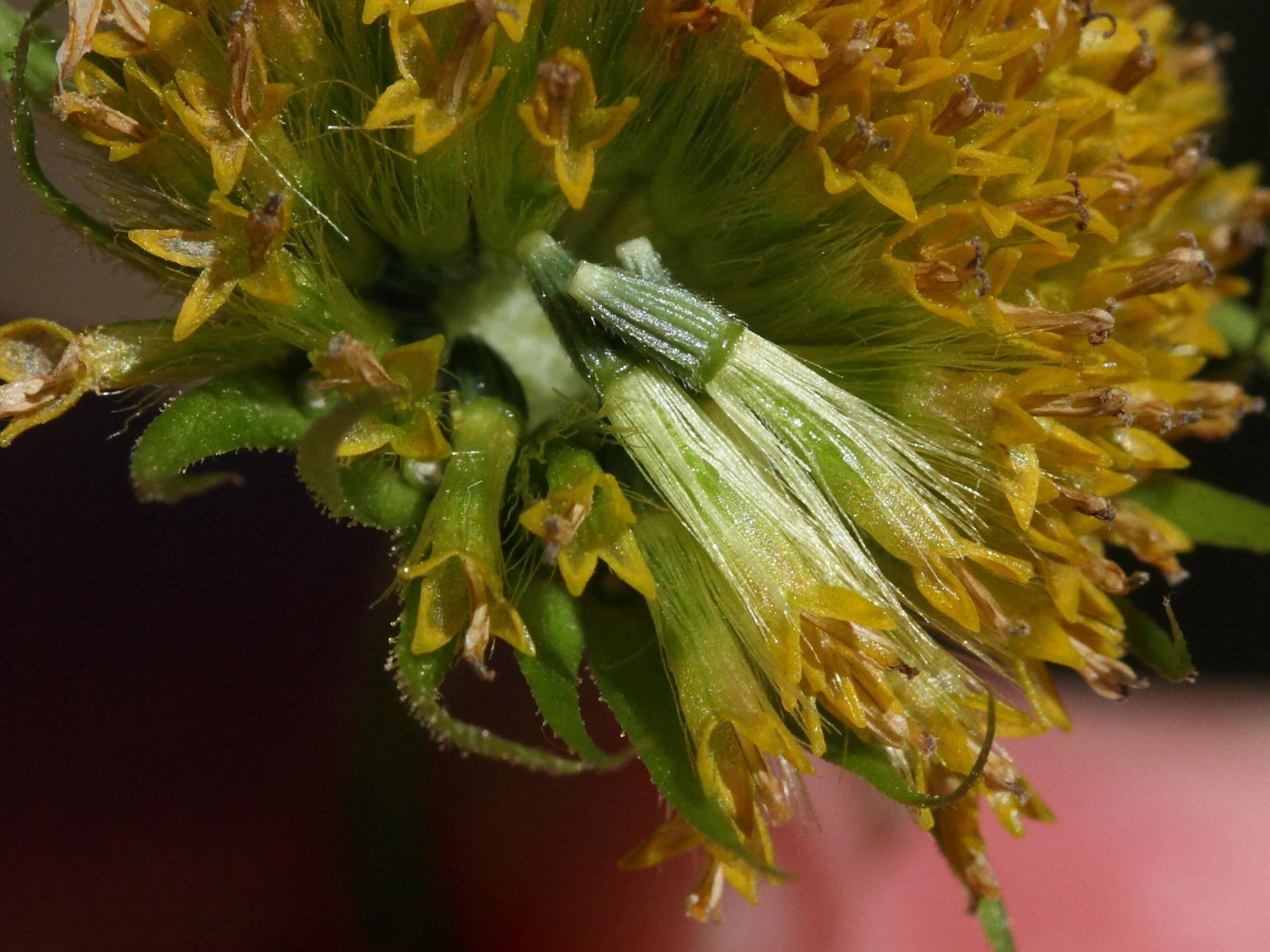 Afficher le média inula_britannica4md inula_britannica4md