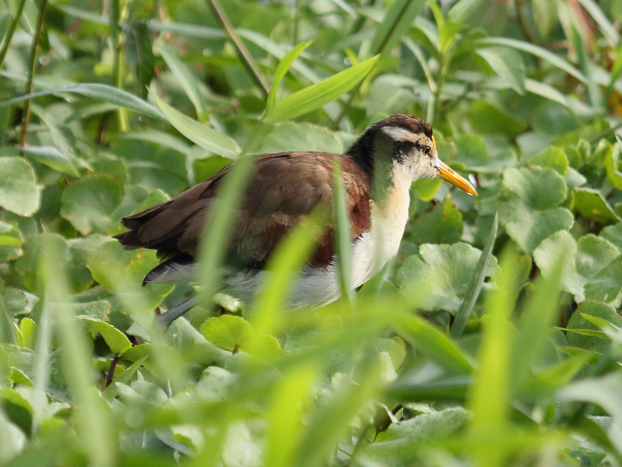 jacana_du_mexique_-_jacana_spinosa4bd