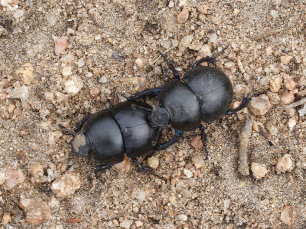 jekelius_intermedius2md