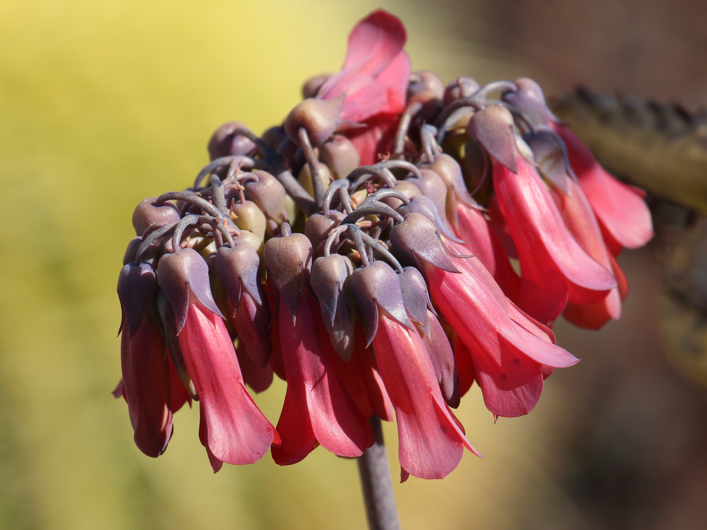 kalanchoe_daigremontiana2bd