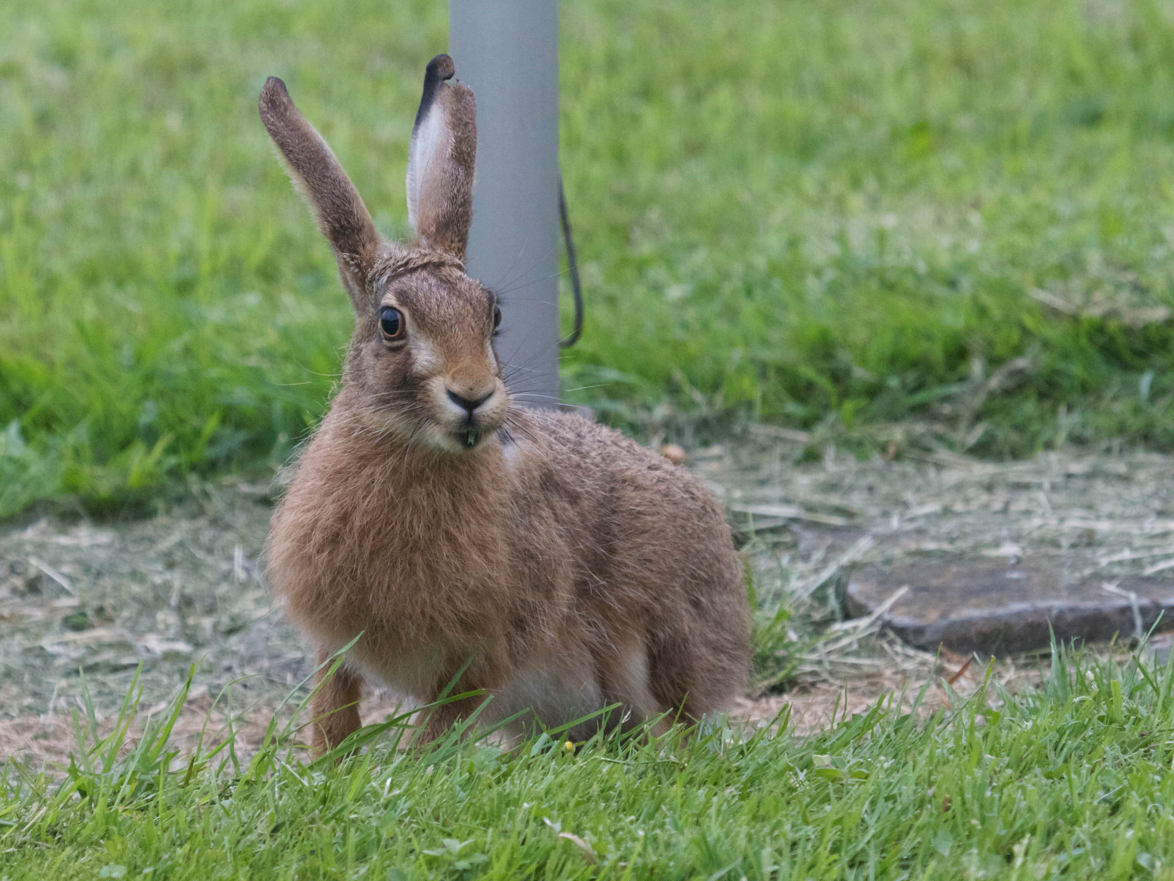 lepus_europaeus5bd