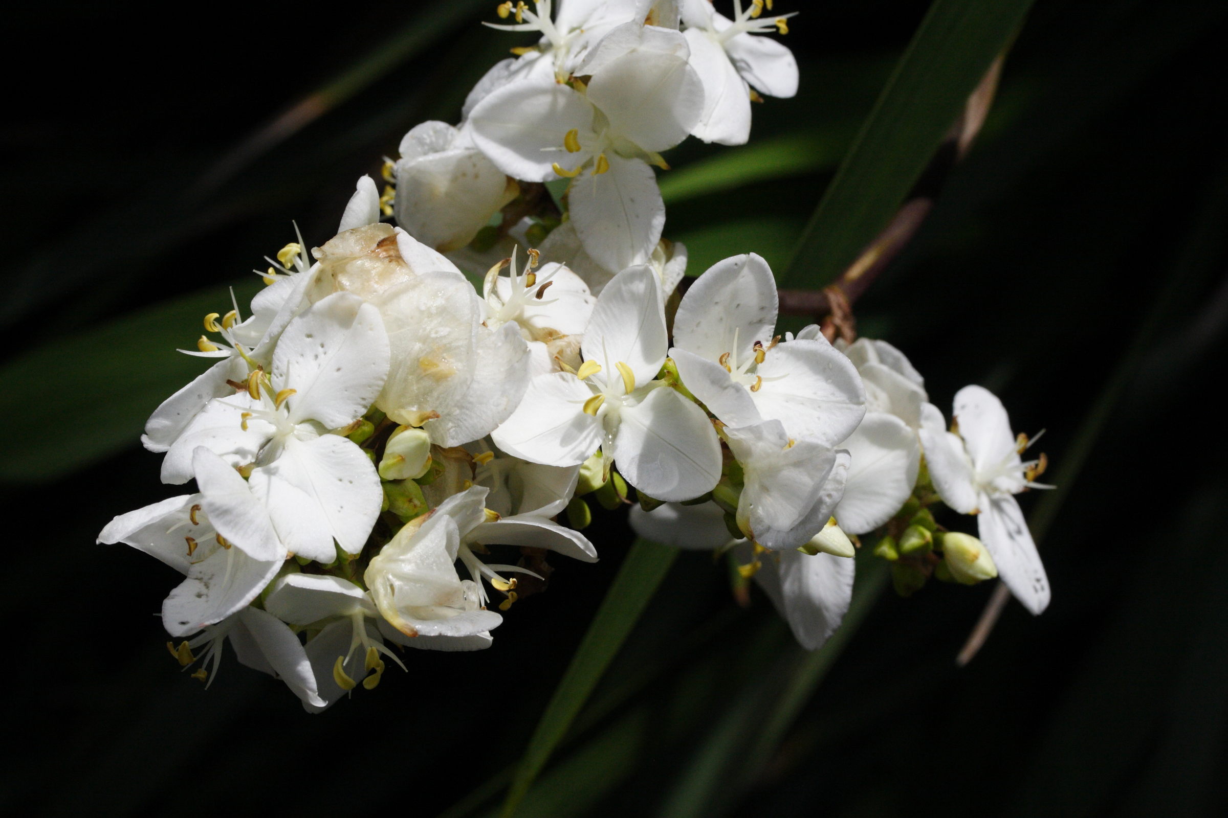 libertia_chilensis_f_juan-fernandez2md